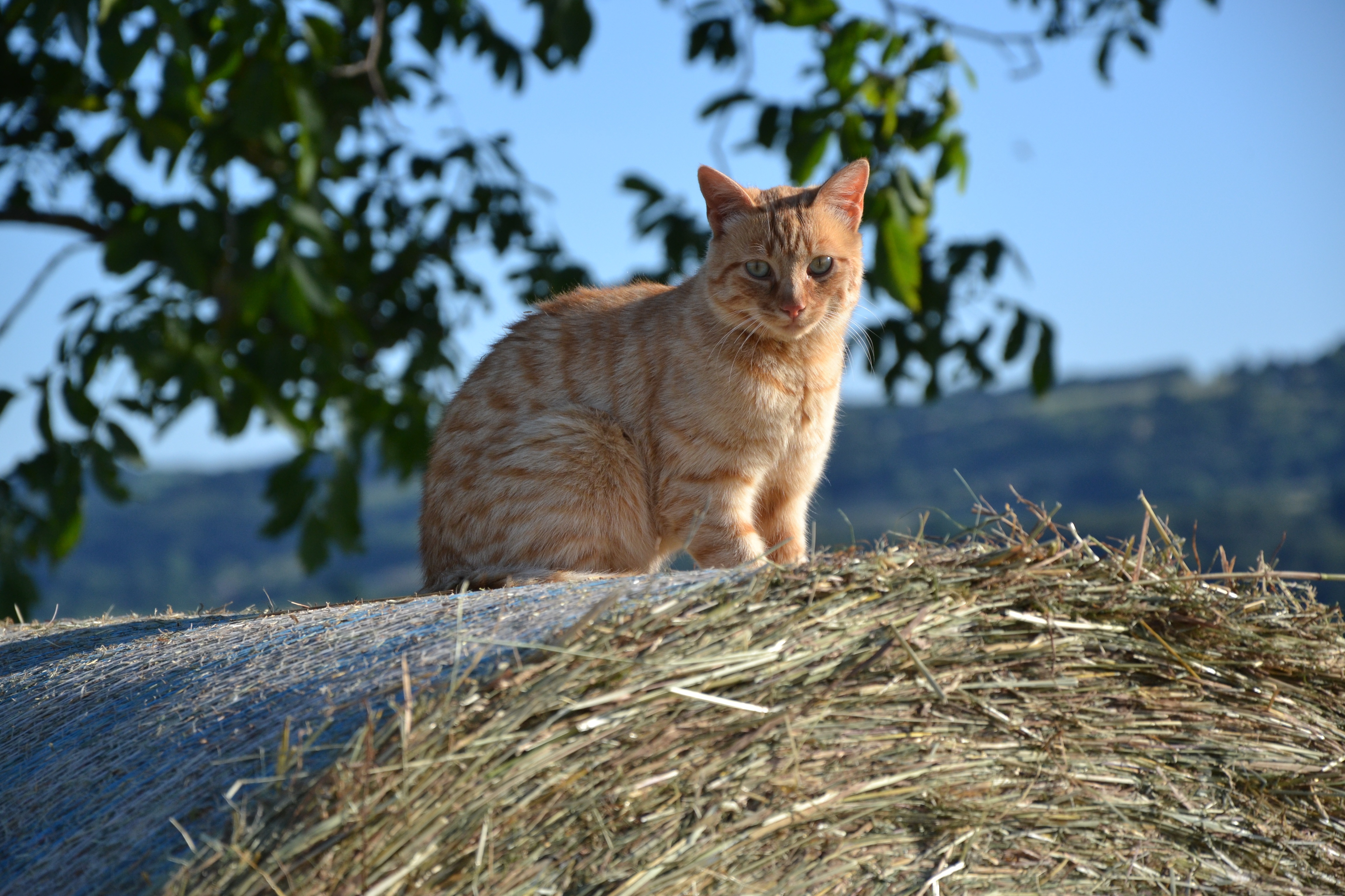 無料モバイル壁紙動物, ネコ, 猫, 干し草の山をダウンロードします。