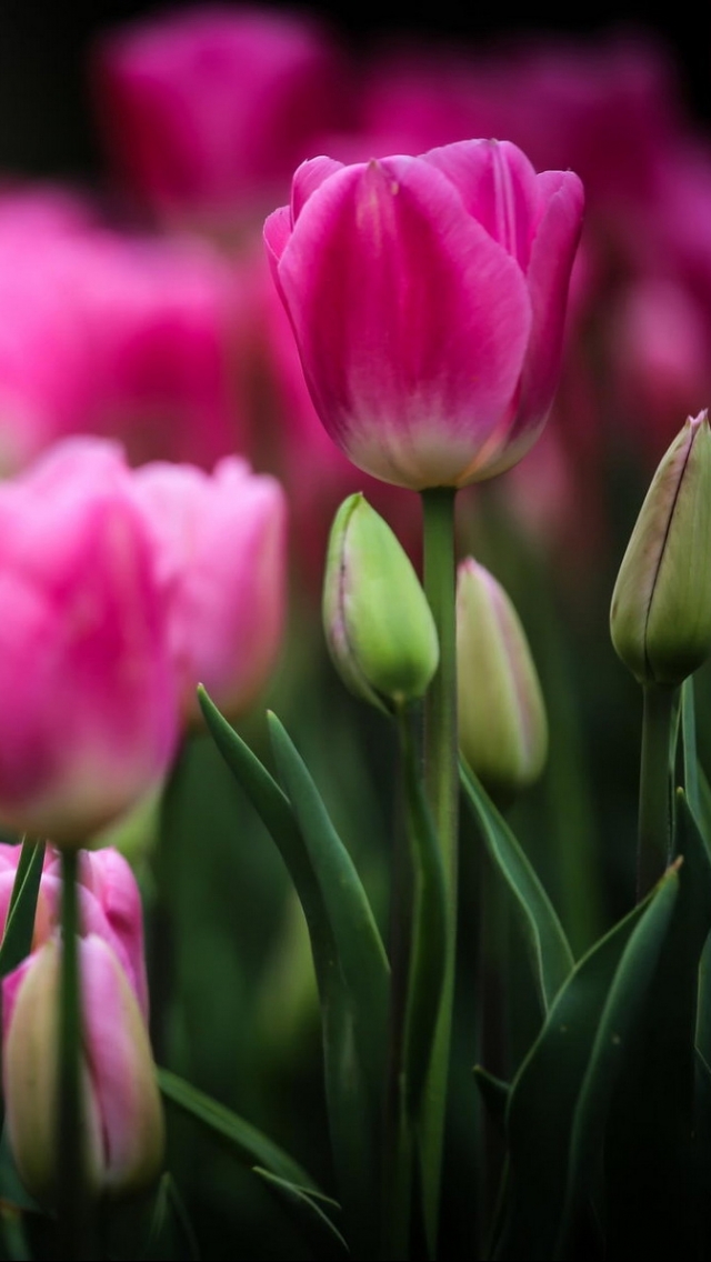 Téléchargez des papiers peints mobile Fleurs, Tulipe, Terre/nature gratuitement.