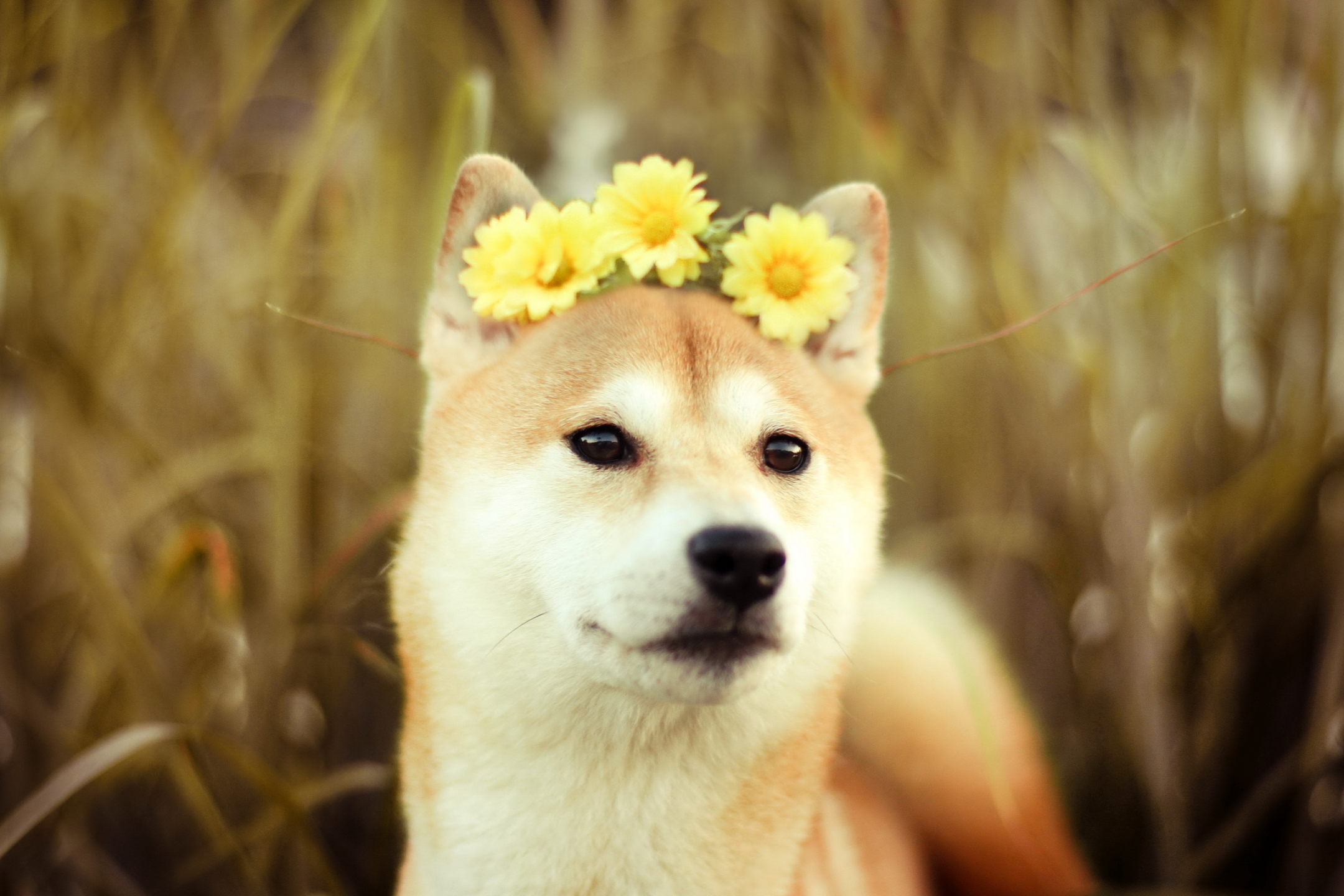 PCデスクトップに動物, 花, 犬, 柴犬画像を無料でダウンロード