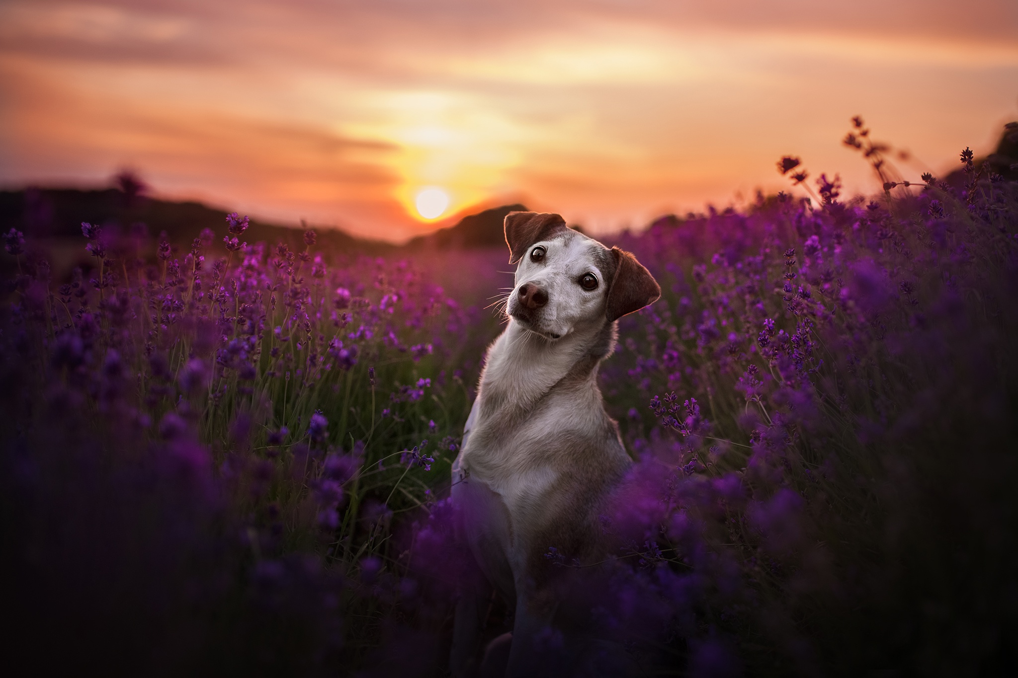 Download mobile wallpaper Dogs, Sunset, Flower, Dog, Field, Animal, Lavender, Purple Flower for free.