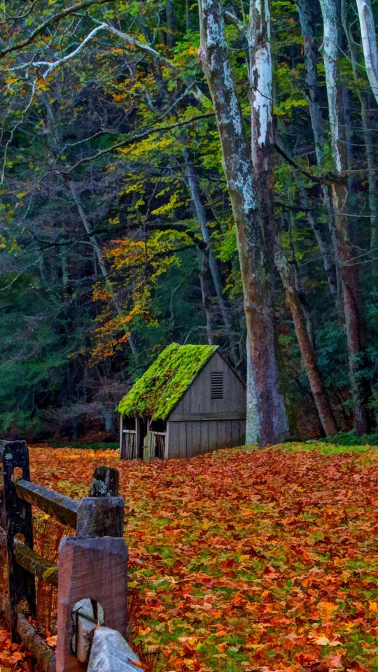 man made, shed, fence, tree, fall, forest Phone Background