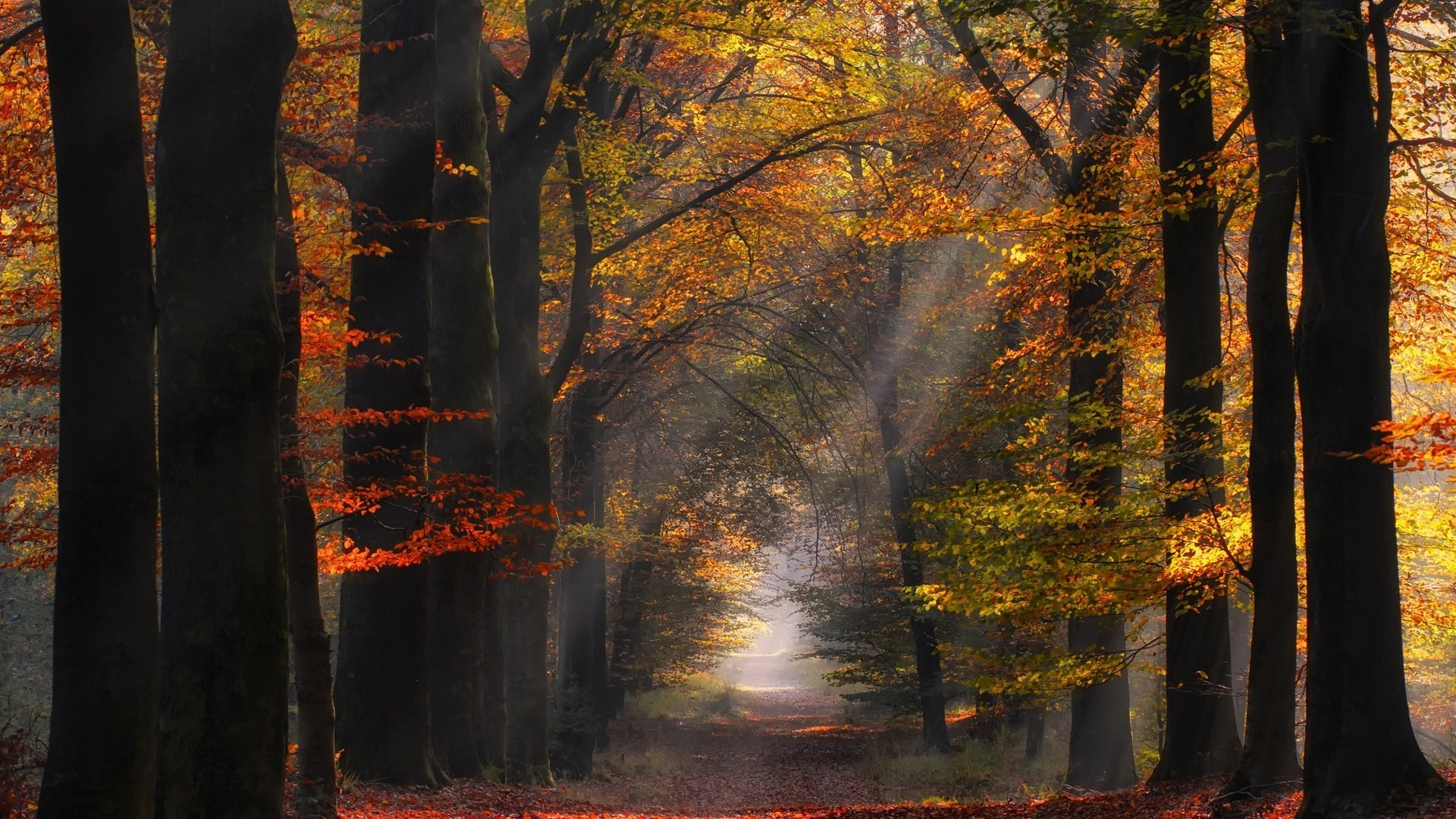 Download mobile wallpaper Forest, Tree, Fall, Earth, Sunlight, Sunbeam for free.