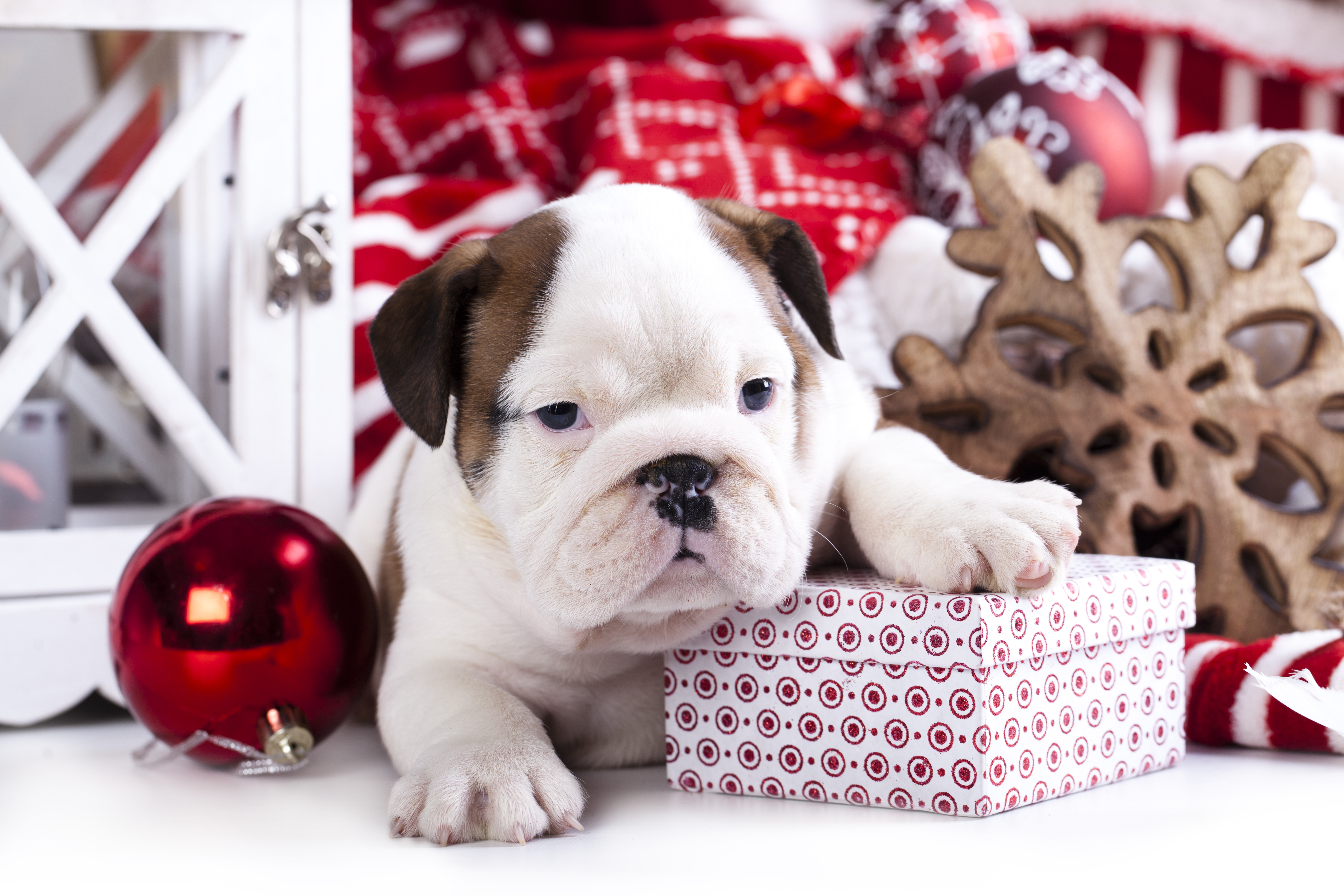 Download mobile wallpaper Dog, Christmas, Holiday, Puppy, Gift, Christmas Ornaments for free.