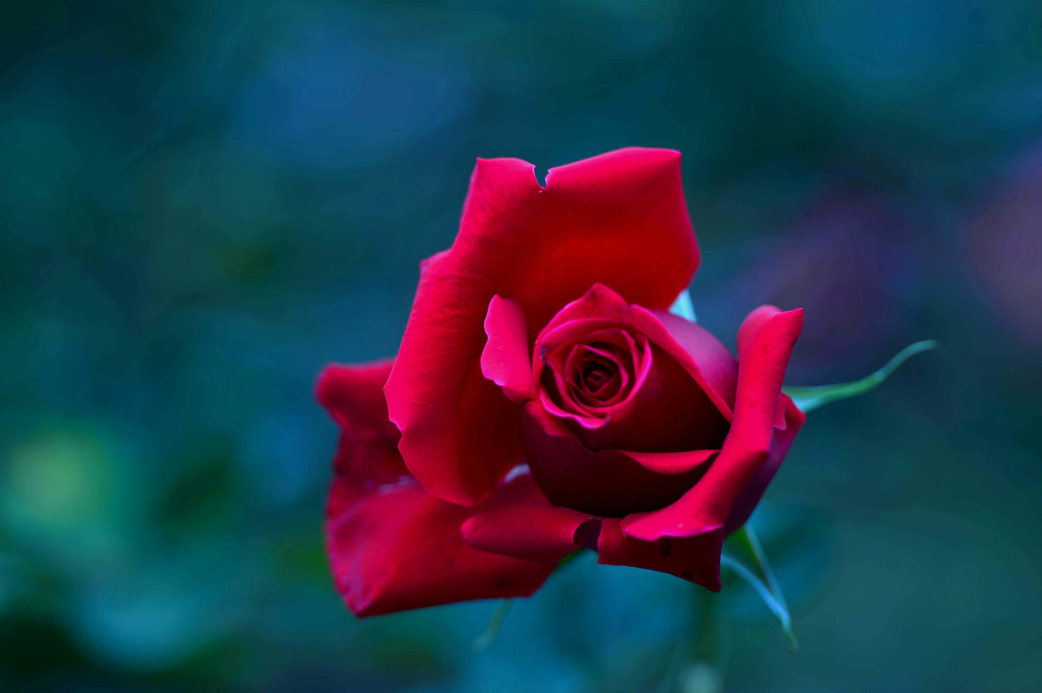 Descarga gratuita de fondo de pantalla para móvil de Flores, Rosa, Brote, Pétalo, Tierra/naturaleza, Macrofotografía.