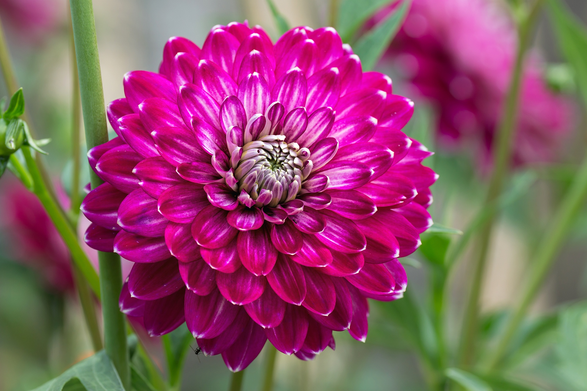 Laden Sie das Natur, Blumen, Blume, Dahlien, Erde/natur, Pinke Blume-Bild kostenlos auf Ihren PC-Desktop herunter