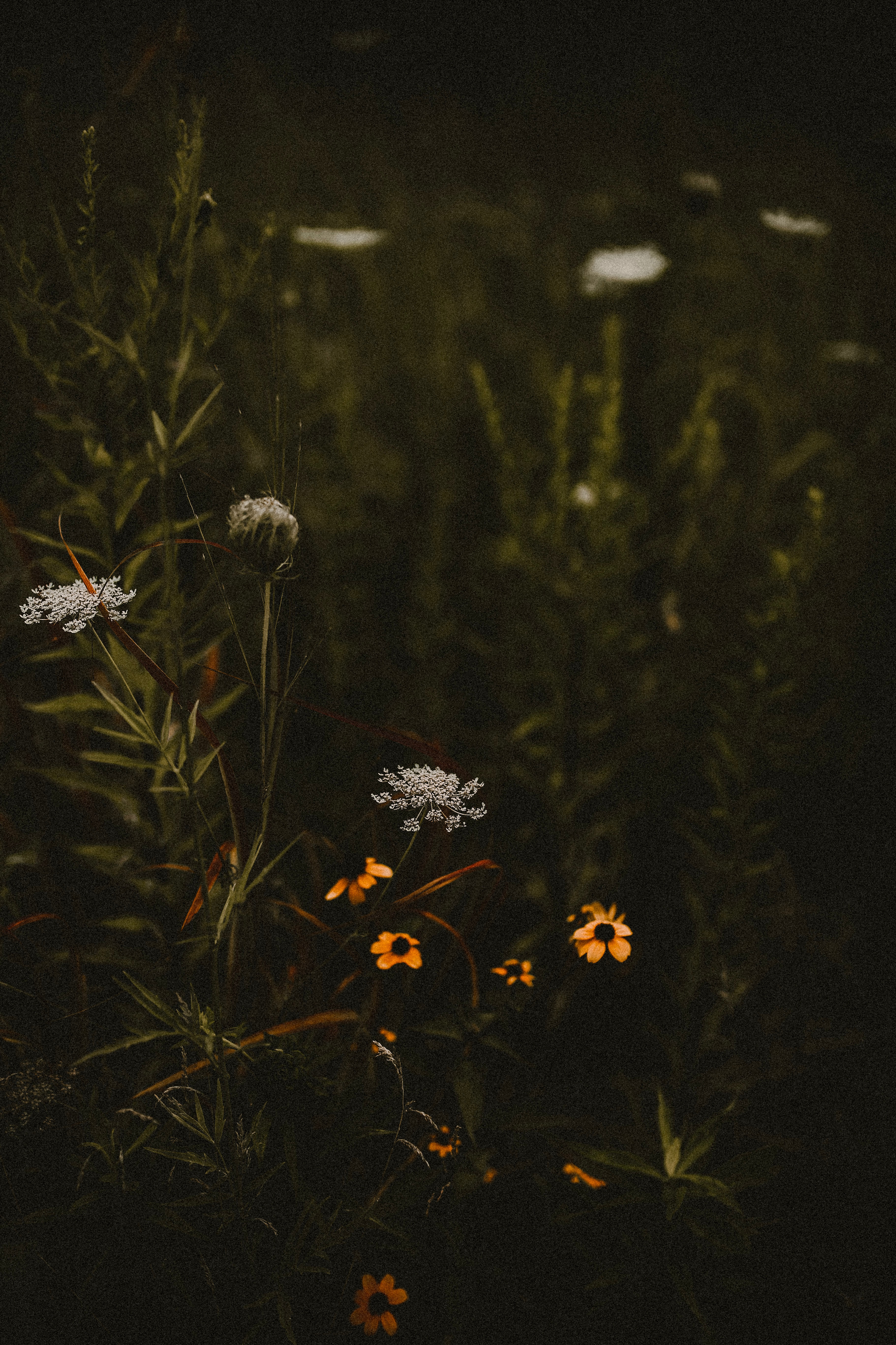 plants, flowers, bloom, flowering, field, wild cellphone