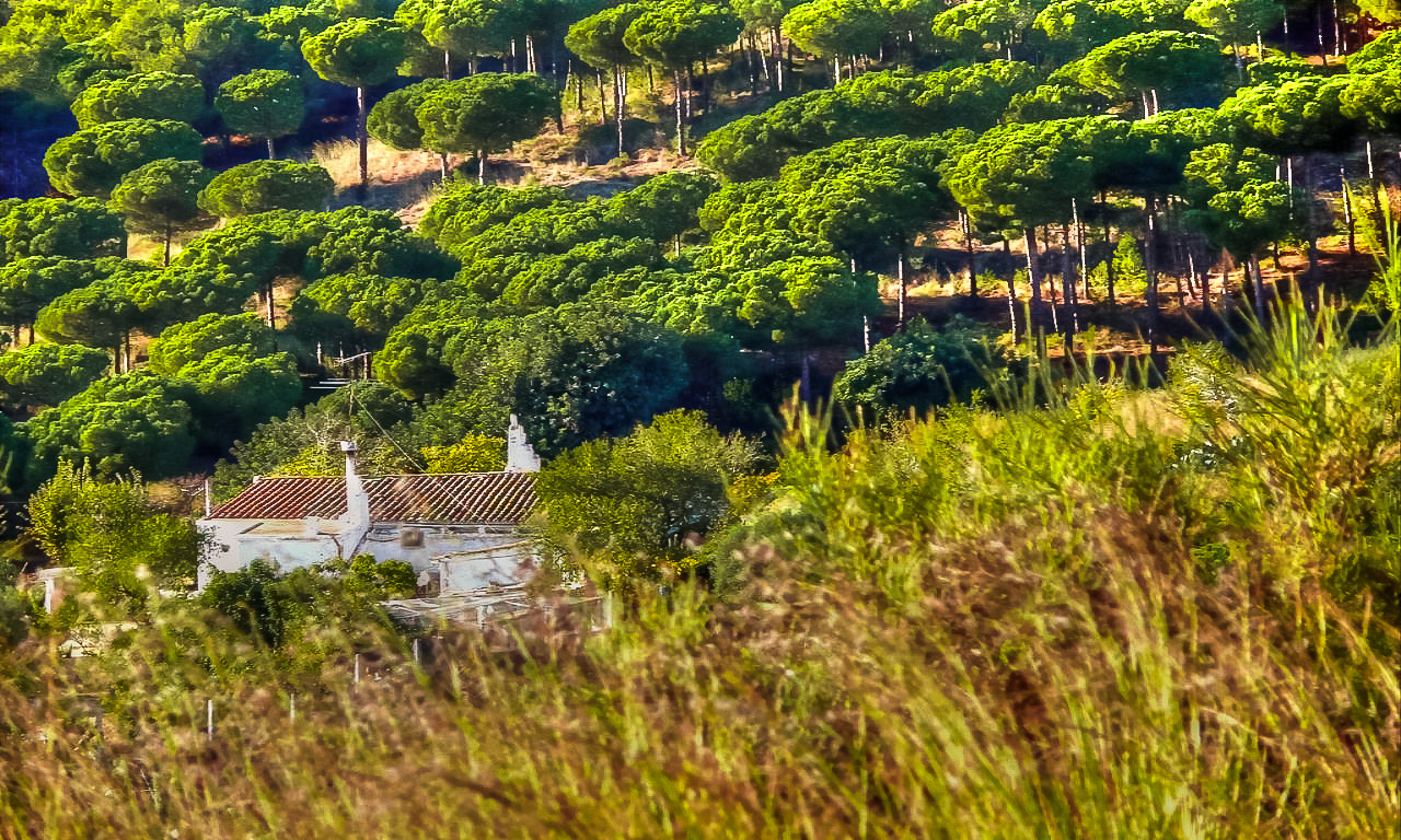 Baixar papel de parede para celular de Paisagem, Terra/natureza gratuito.