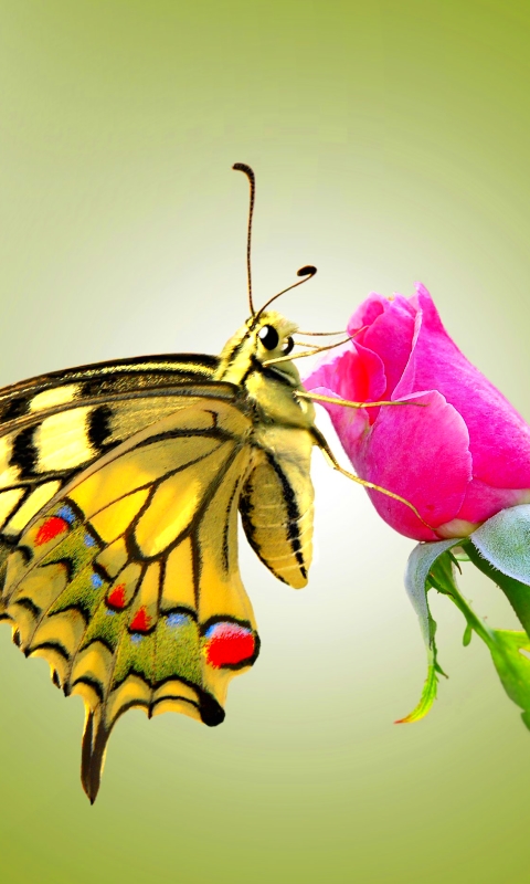 Téléchargez des papiers peints mobile Animaux, Insectes, Fleur, Insecte, Papillon, Machaon, La Nature gratuitement.