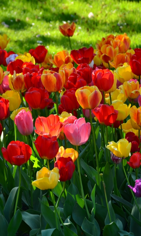 Descarga gratuita de fondo de pantalla para móvil de Flores, Flor, Tierra, Colores, Vistoso, Primavera, Tulipán, Flor Amarilla, Flor Roja, Tierra/naturaleza.