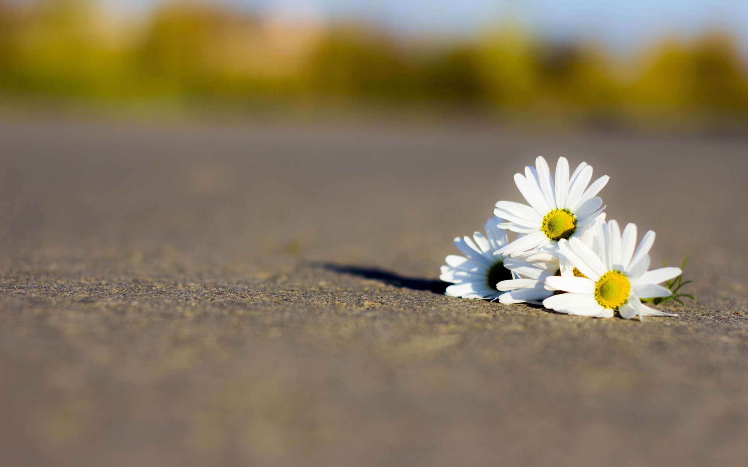 Download mobile wallpaper Petals, Road, Macro, Flowers, Camomile for free.