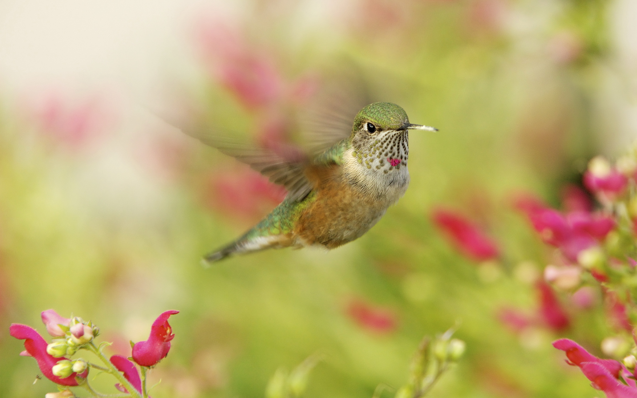 Téléchargez gratuitement l'image Animaux, Colibri sur le bureau de votre PC