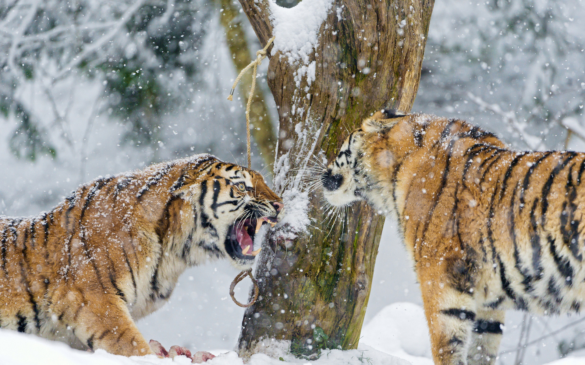 Handy-Wallpaper Tiere, Katzen, Tiger kostenlos herunterladen.