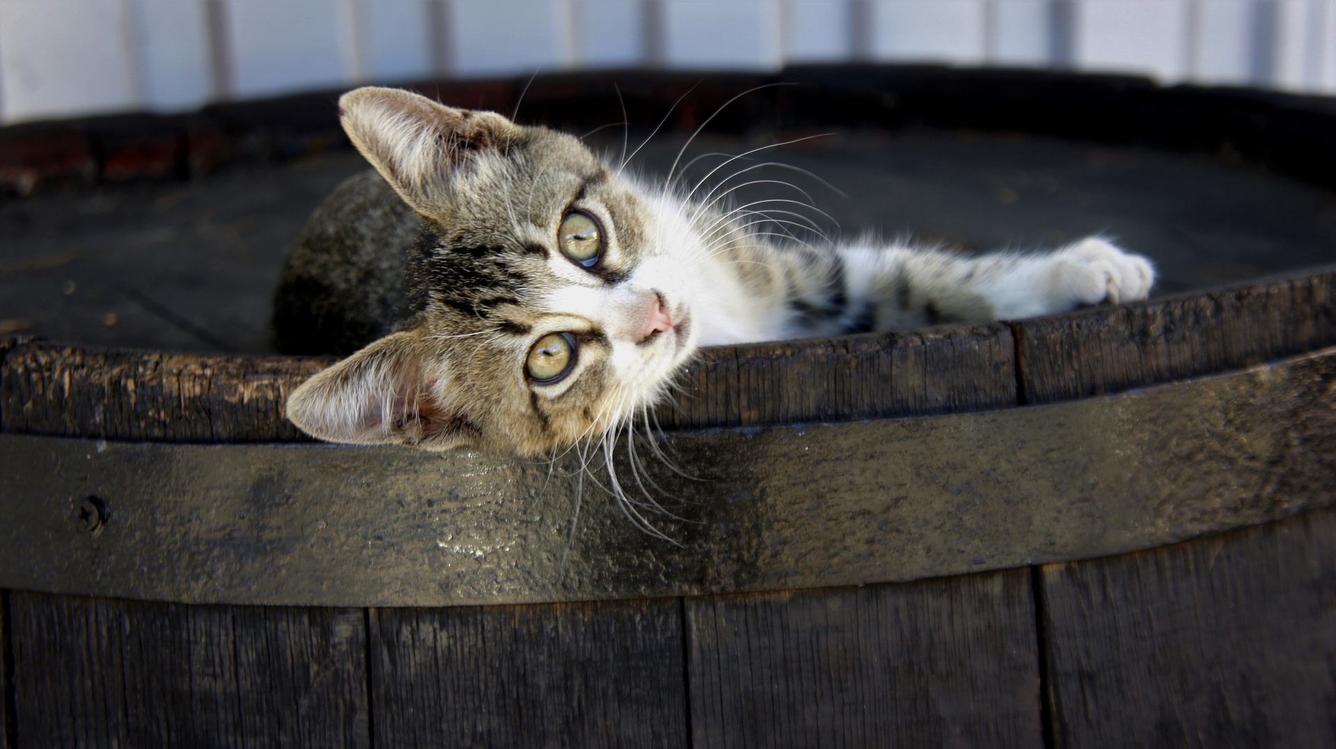 Laden Sie das Tiere, Katzen, Katze, Kätzchen, Tierbaby, Starren-Bild kostenlos auf Ihren PC-Desktop herunter