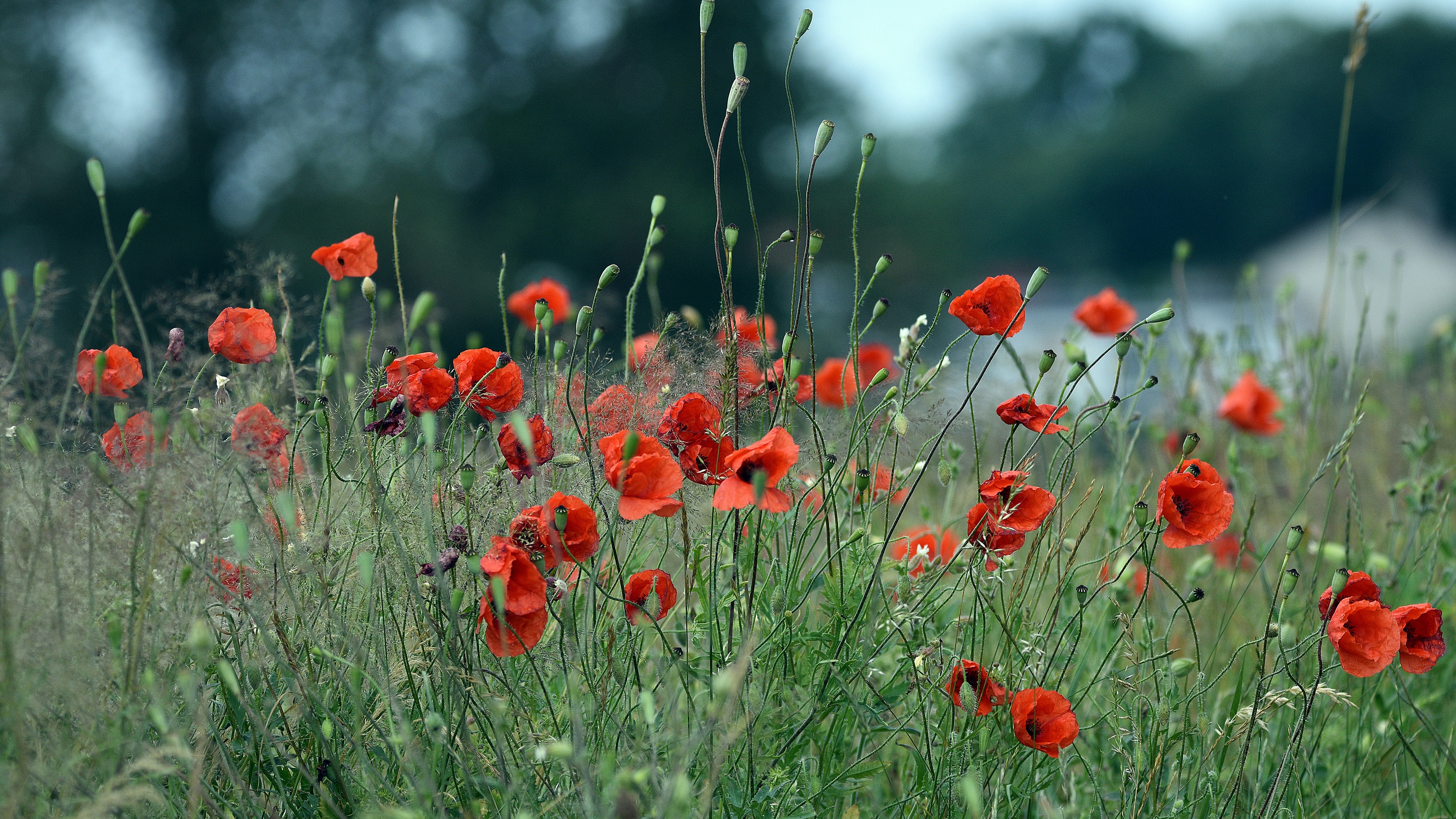 Téléchargez gratuitement l'image Fleurs, Coquelicot, Terre/nature sur le bureau de votre PC