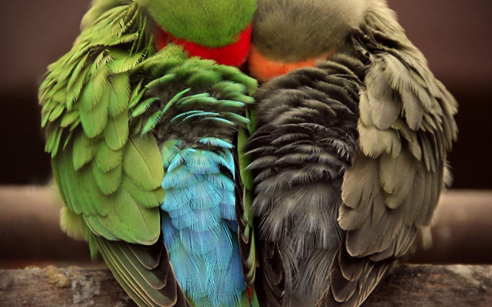 Téléchargez des papiers peints mobile Perroquet, Des Oiseaux, Animaux gratuitement.