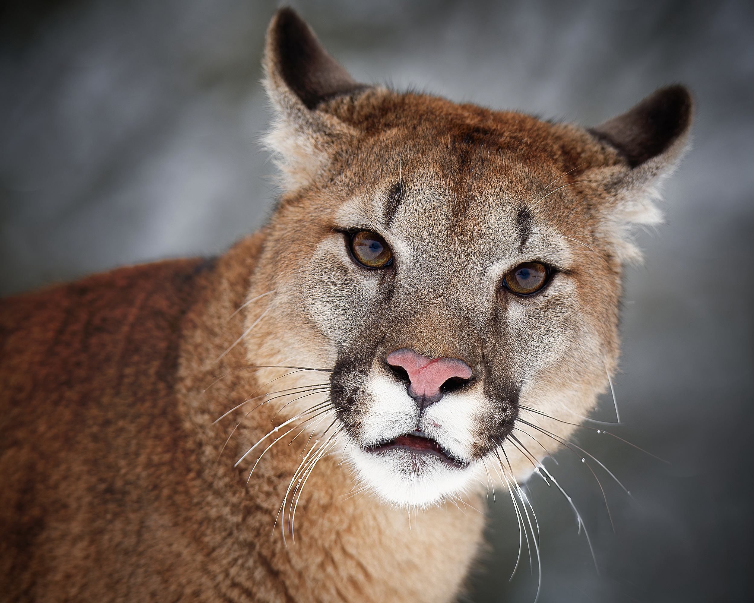 Free download wallpaper Cats, Animal, Cougar, Stare on your PC desktop