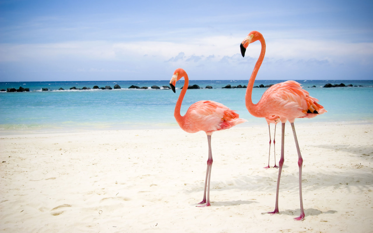 Handy-Wallpaper Flamingo, Tiere, Vögel, Strand kostenlos herunterladen.