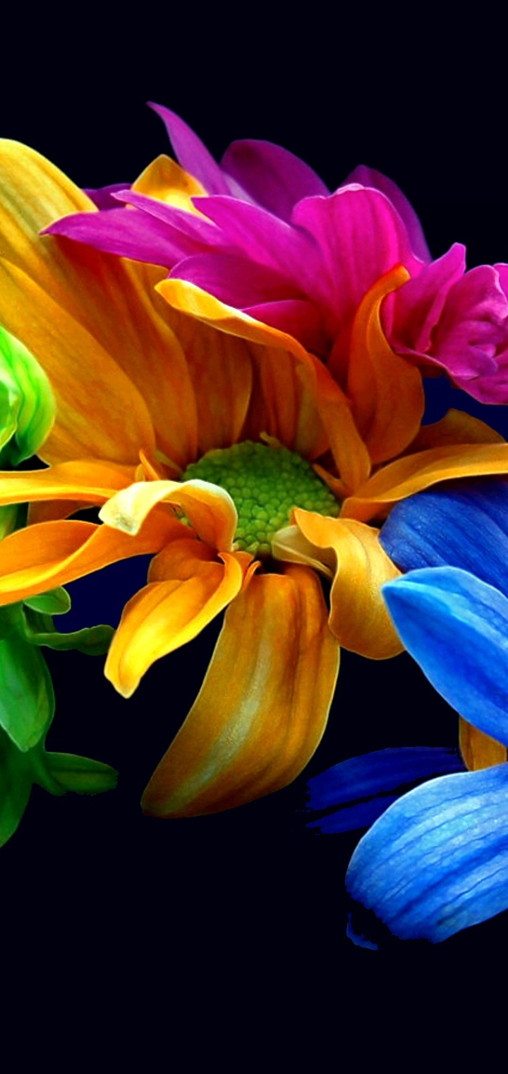 無料モバイル壁紙フラワーズ, 花, 地球, カラフル, 黄色い花をダウンロードします。