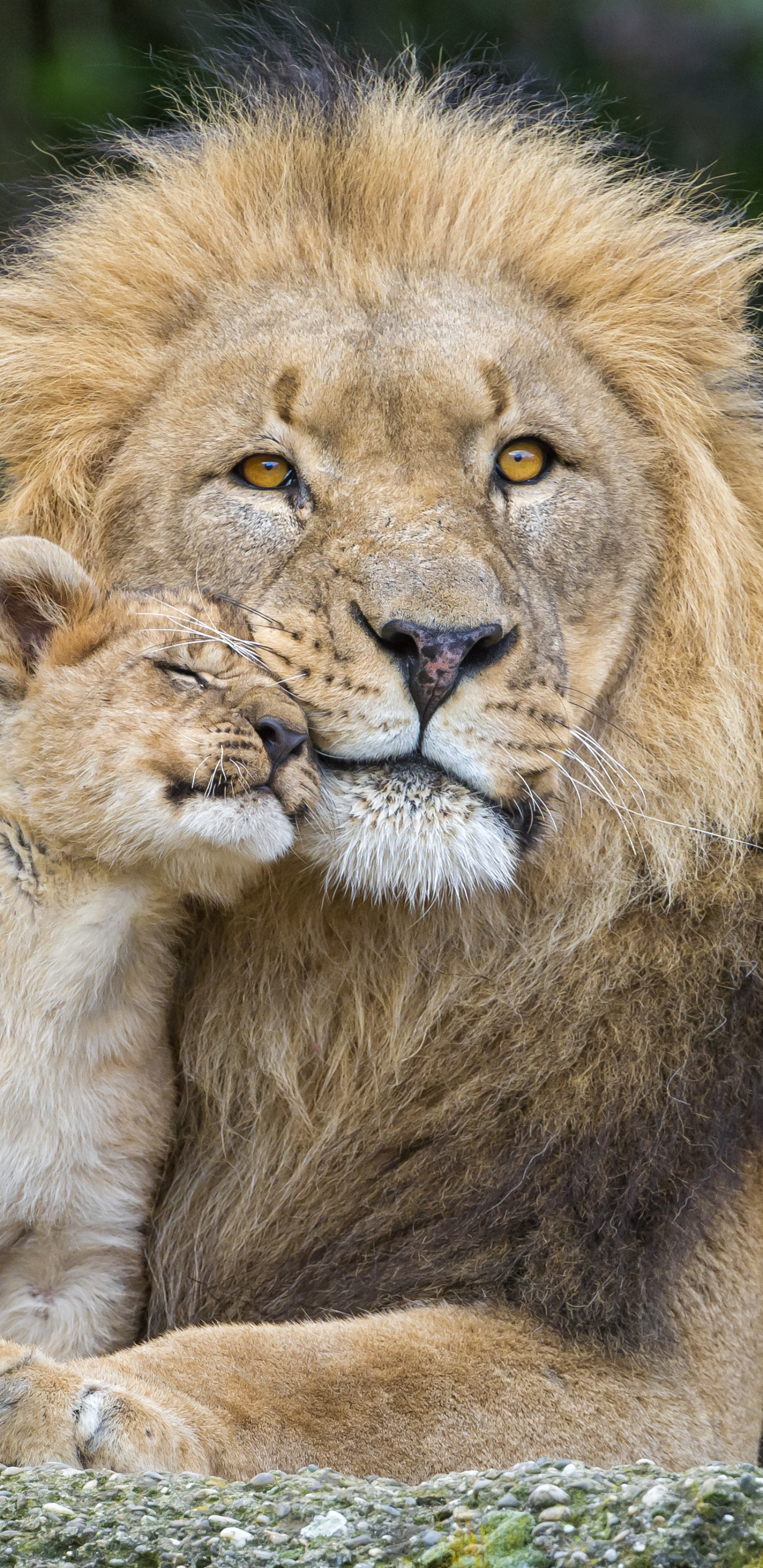 PCデスクトップに動物, ライオン, 猫, 赤ちゃん動物, カブ画像を無料でダウンロード