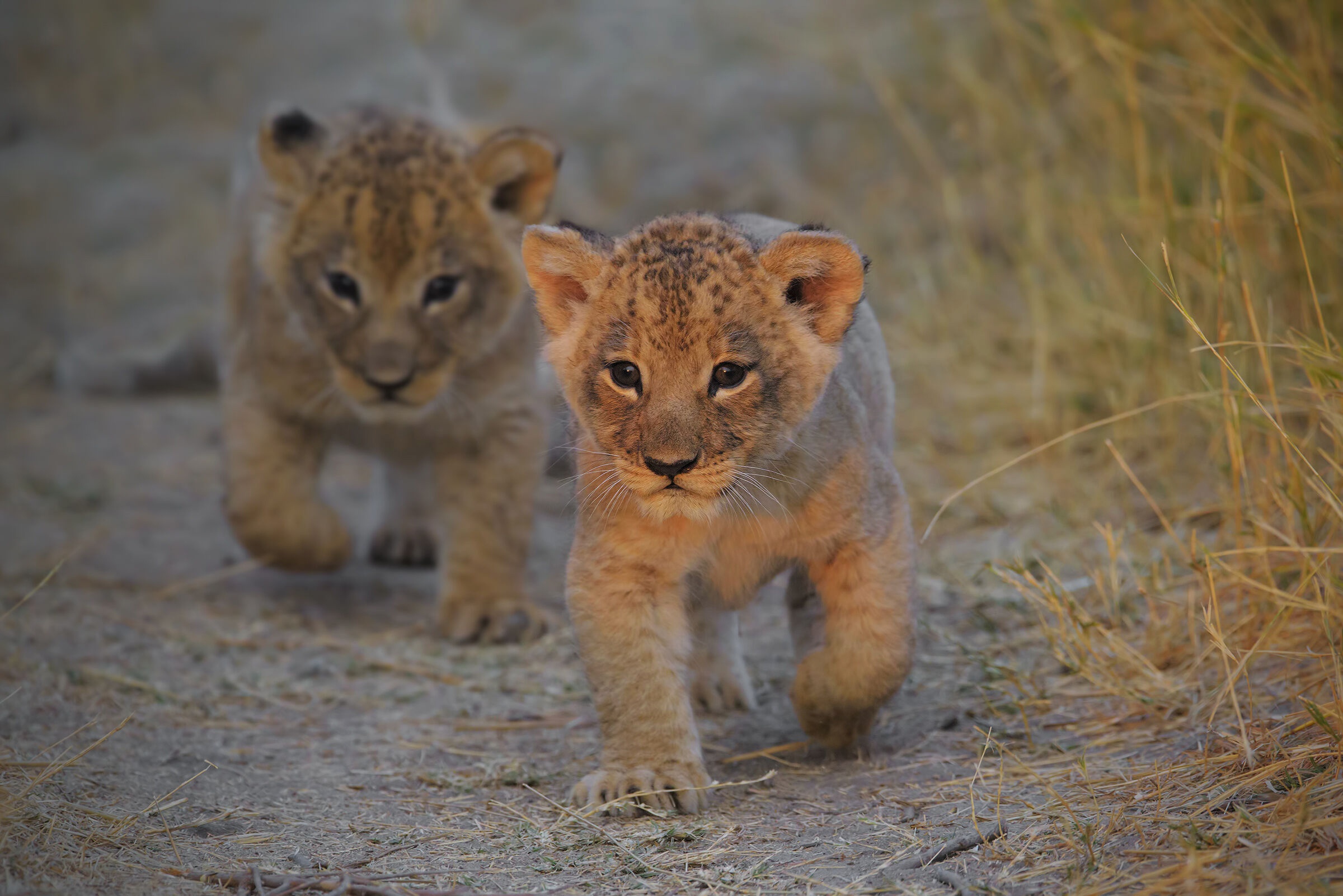 Download mobile wallpaper Cats, Lion, Animal, Baby Animal, Cub for free.