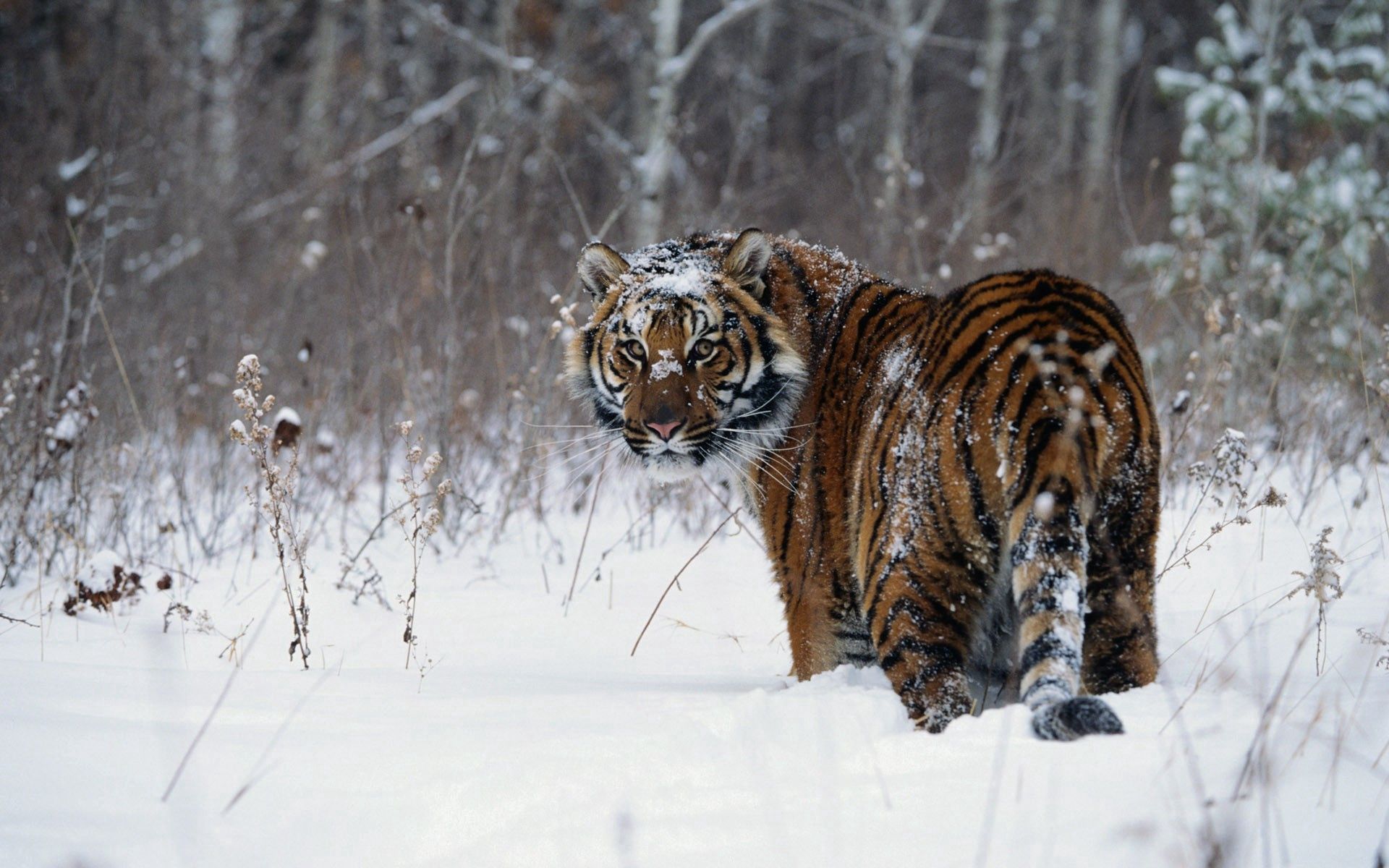 snow, animals, winter, stroll, tiger wallpaper for mobile