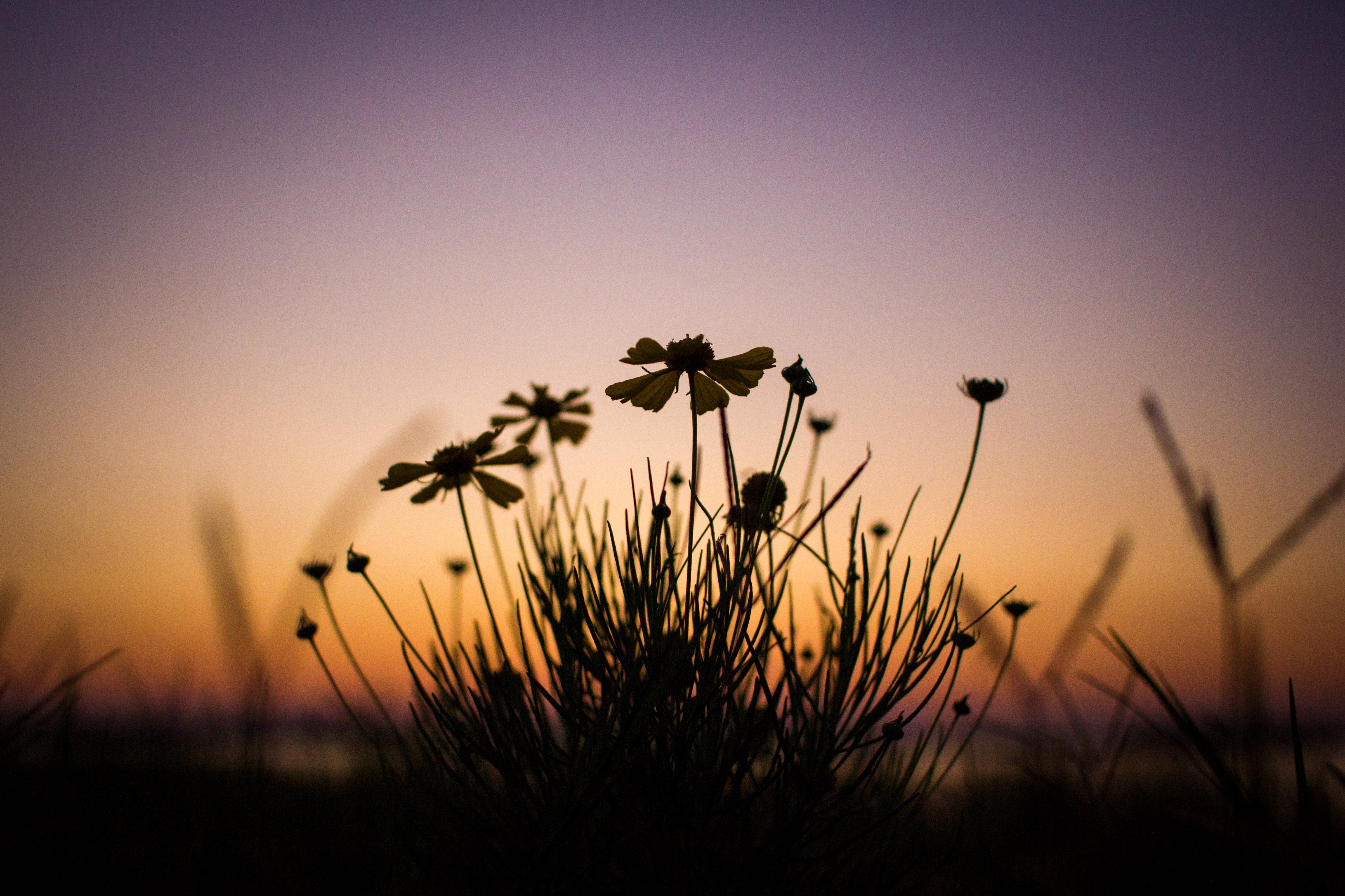 twilight, dark, flowers, plant, dusk Phone Background