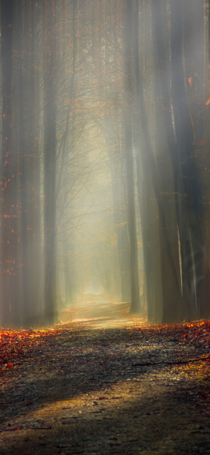 Download mobile wallpaper Forest, Fall, Earth, Path for free.