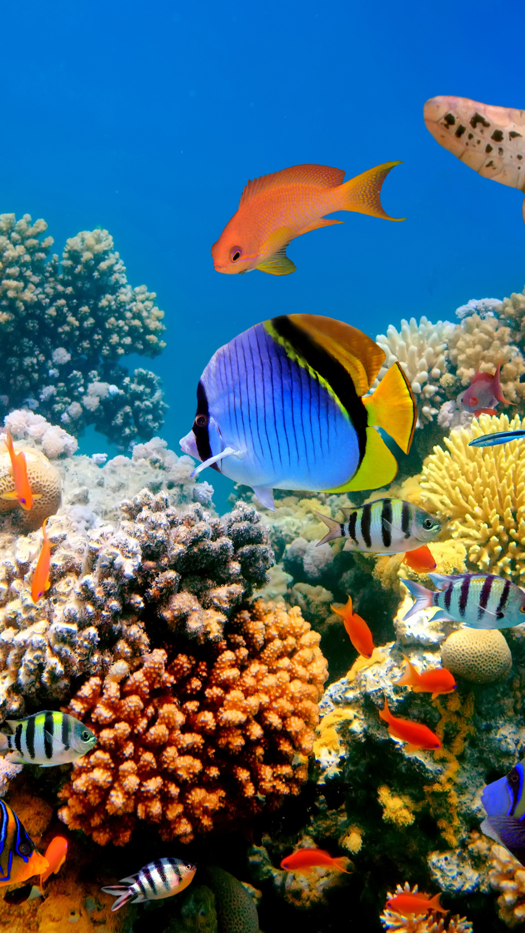 1110928壁紙のダウンロード動物, 魚, カメ, サンゴ礁, 水中, 魚類-スクリーンセーバーと写真を無料で
