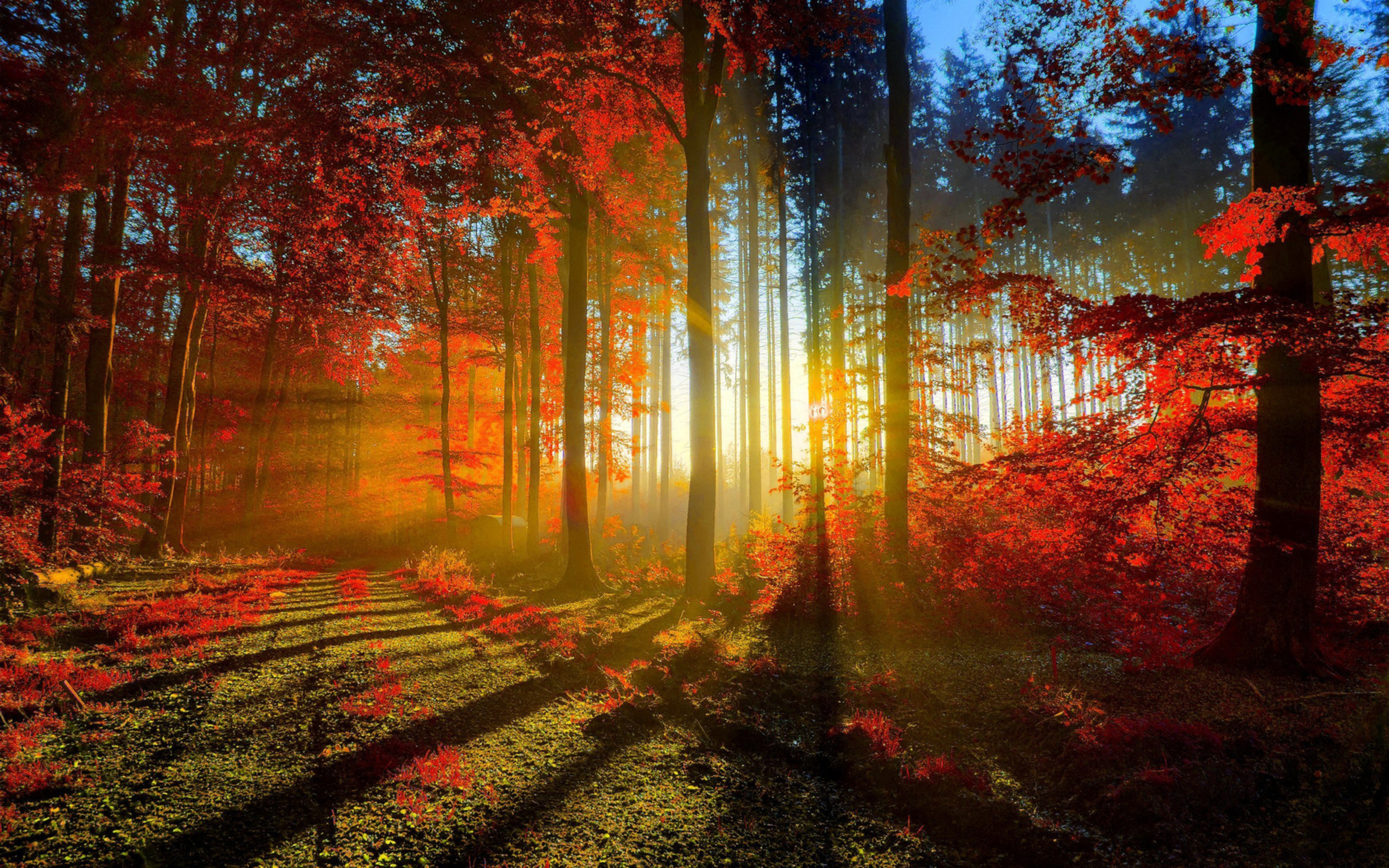 Laden Sie das Natur, Herbst, Wald, Sonne, Sonnenstrahl, Erde/natur-Bild kostenlos auf Ihren PC-Desktop herunter