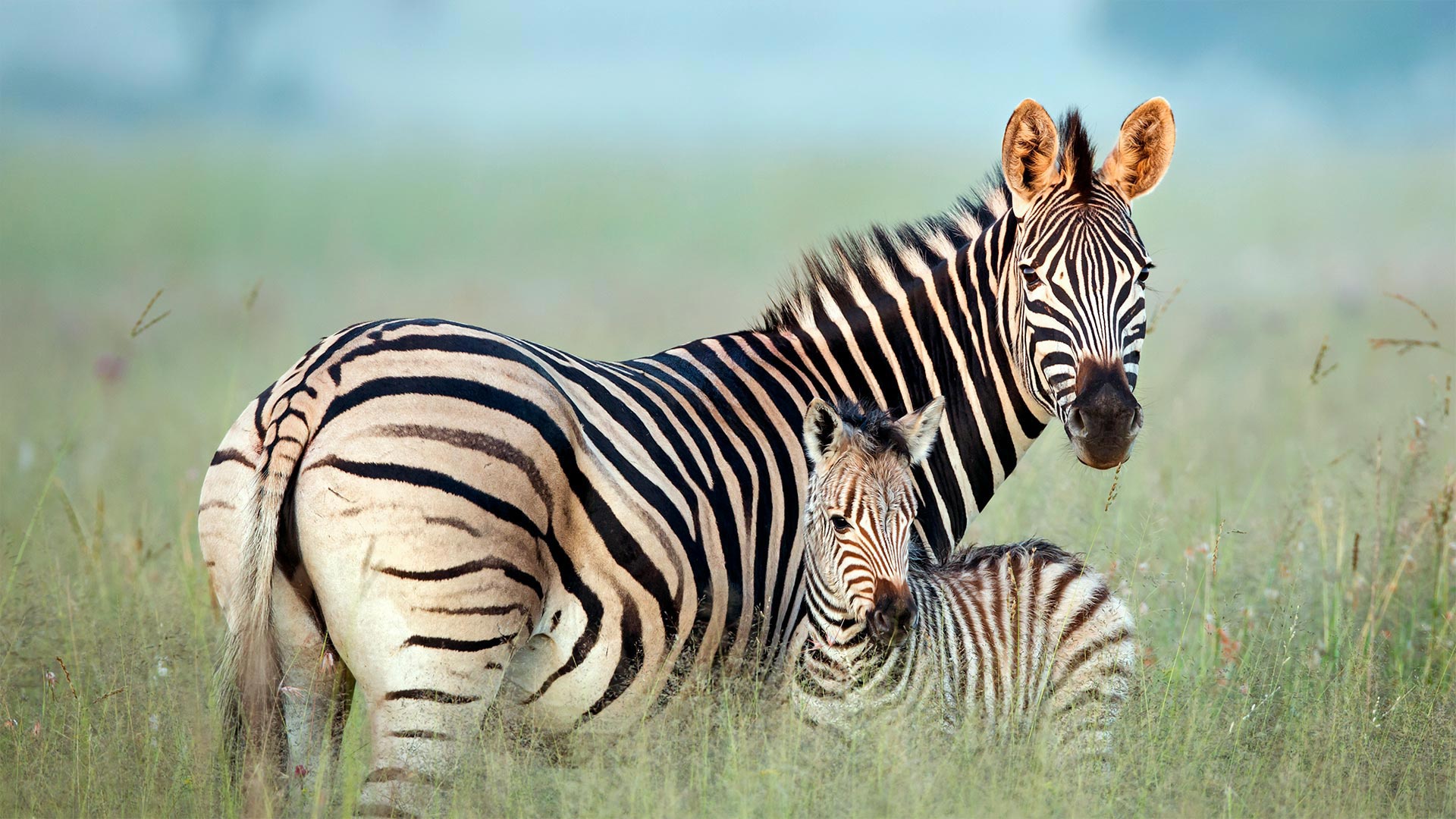 980875 baixar papel de parede animais, zebra, animal bebê, potro - protetores de tela e imagens gratuitamente