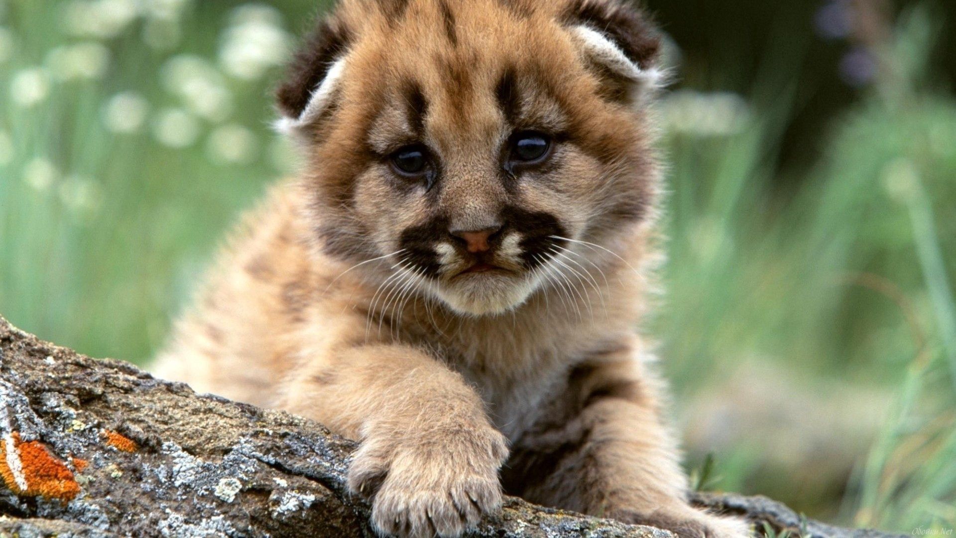 kid, animals, predator, big cat, tot, baby leopard, leopard cub