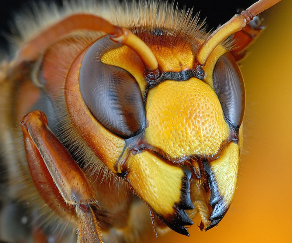 Descarga gratis la imagen Animales, Insecto en el escritorio de tu PC