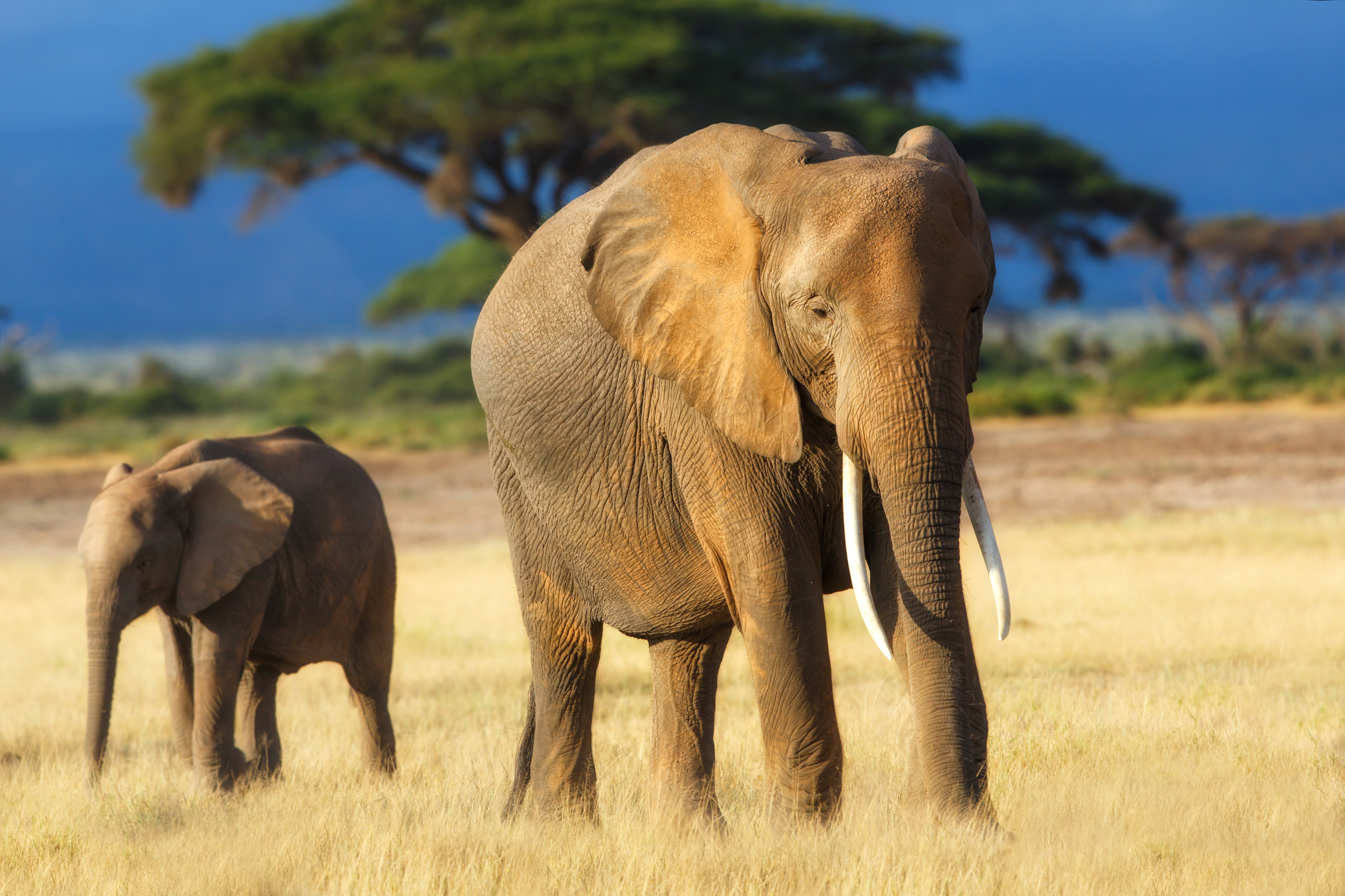 Handy-Wallpaper Tiere, Elefanten, Afrikanischer Elefant, Tierbaby, Savanne, Tiefenschärfe kostenlos herunterladen.