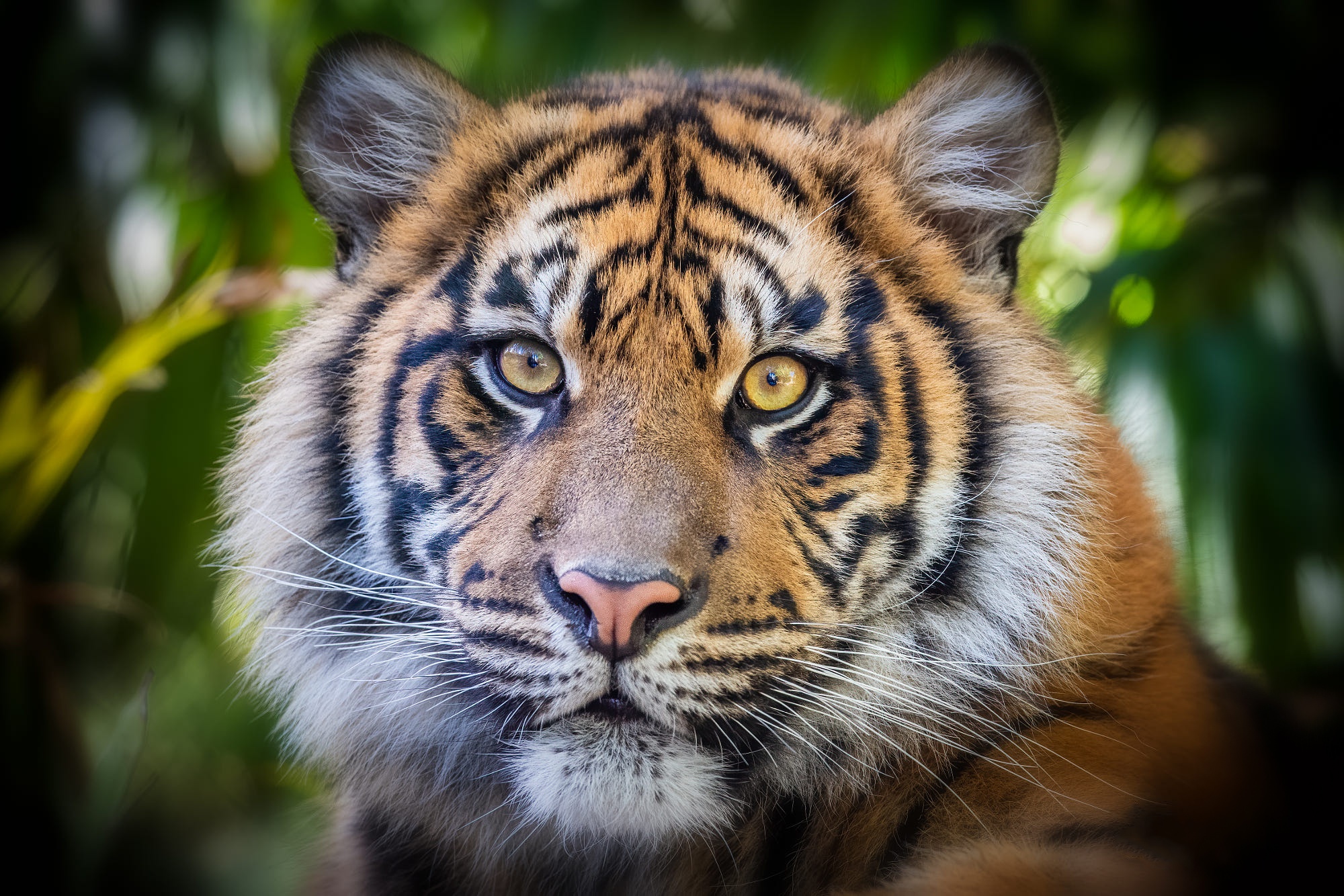 Téléchargez des papiers peints mobile Animaux, Chats, Tigre gratuitement.