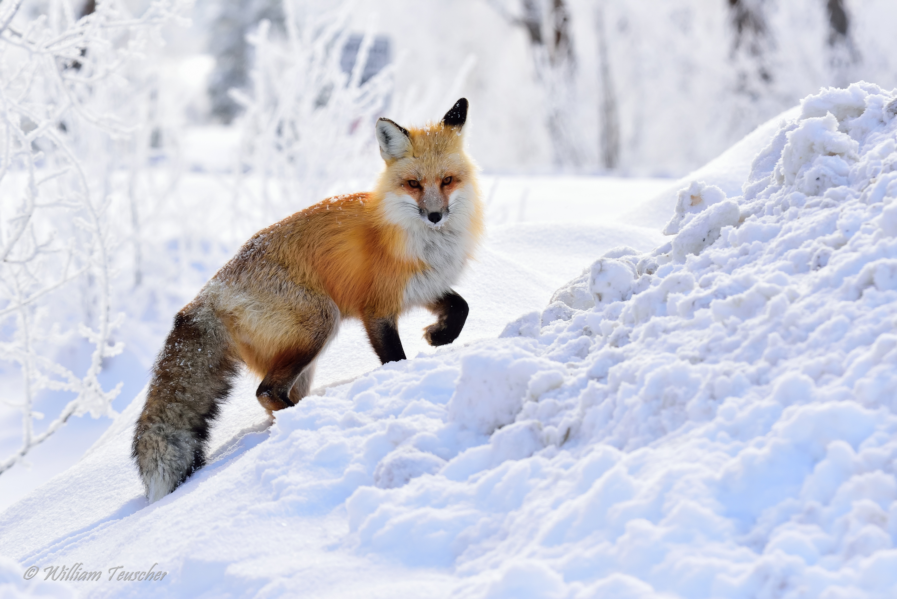 786810 baixar papel de parede animais, raposa, raposa vermelha, neve, inverno - protetores de tela e imagens gratuitamente
