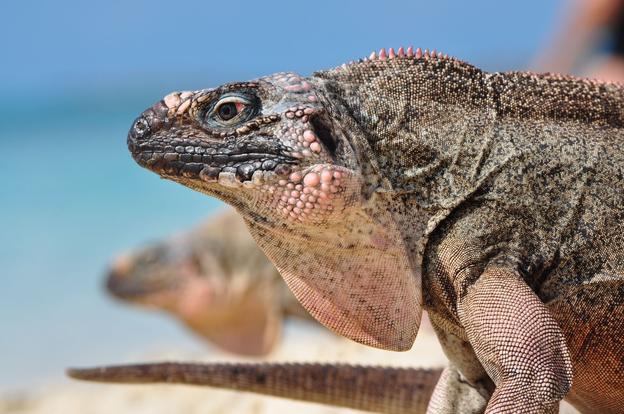 Laden Sie das Reptile, Kopf, Leguan, Iguana, Profil, Tiere, Reptil-Bild kostenlos auf Ihren PC-Desktop herunter