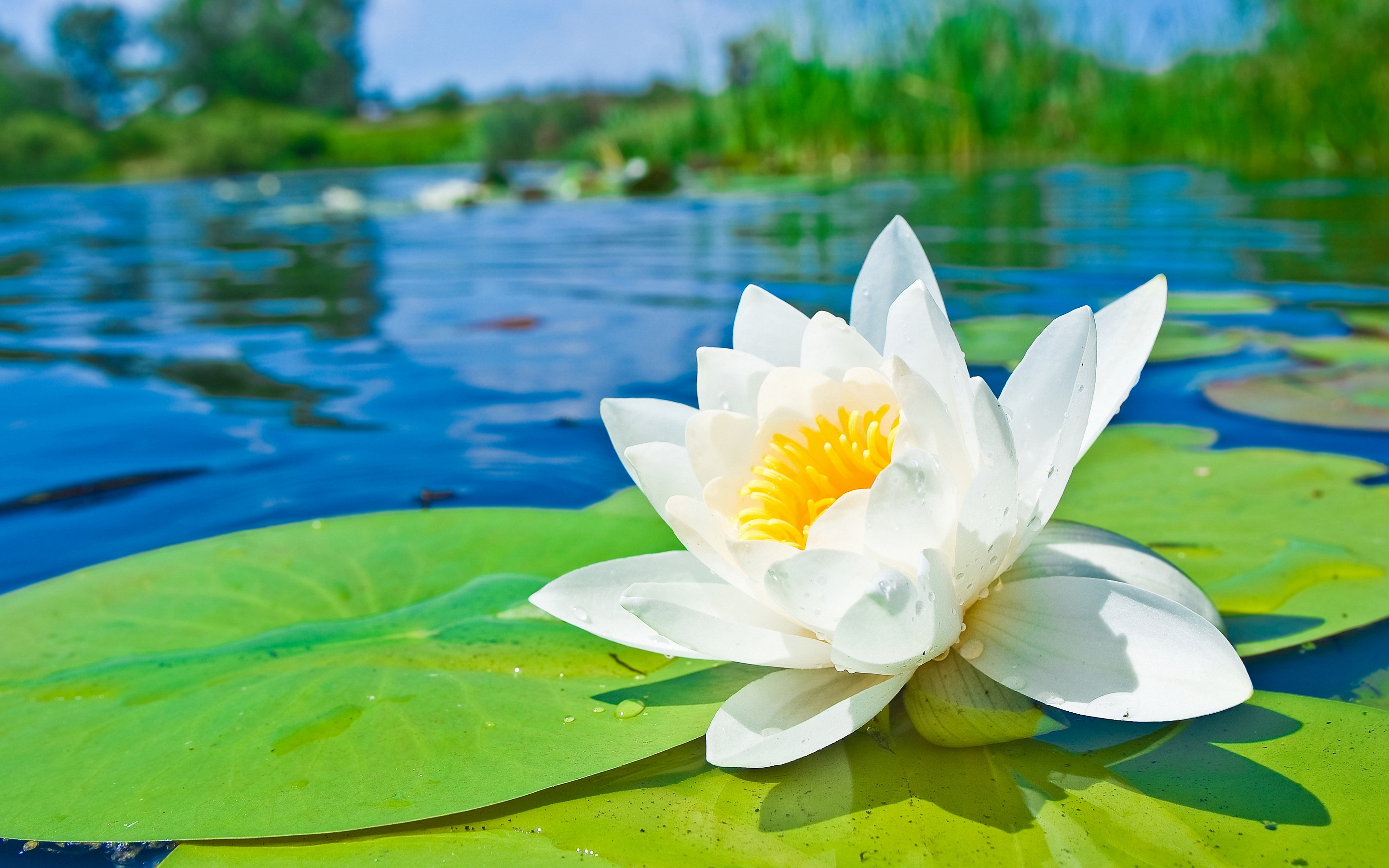 Free download wallpaper Nature, Close Up, Earth, Water Lily, White Flower, Lily Pad on your PC desktop
