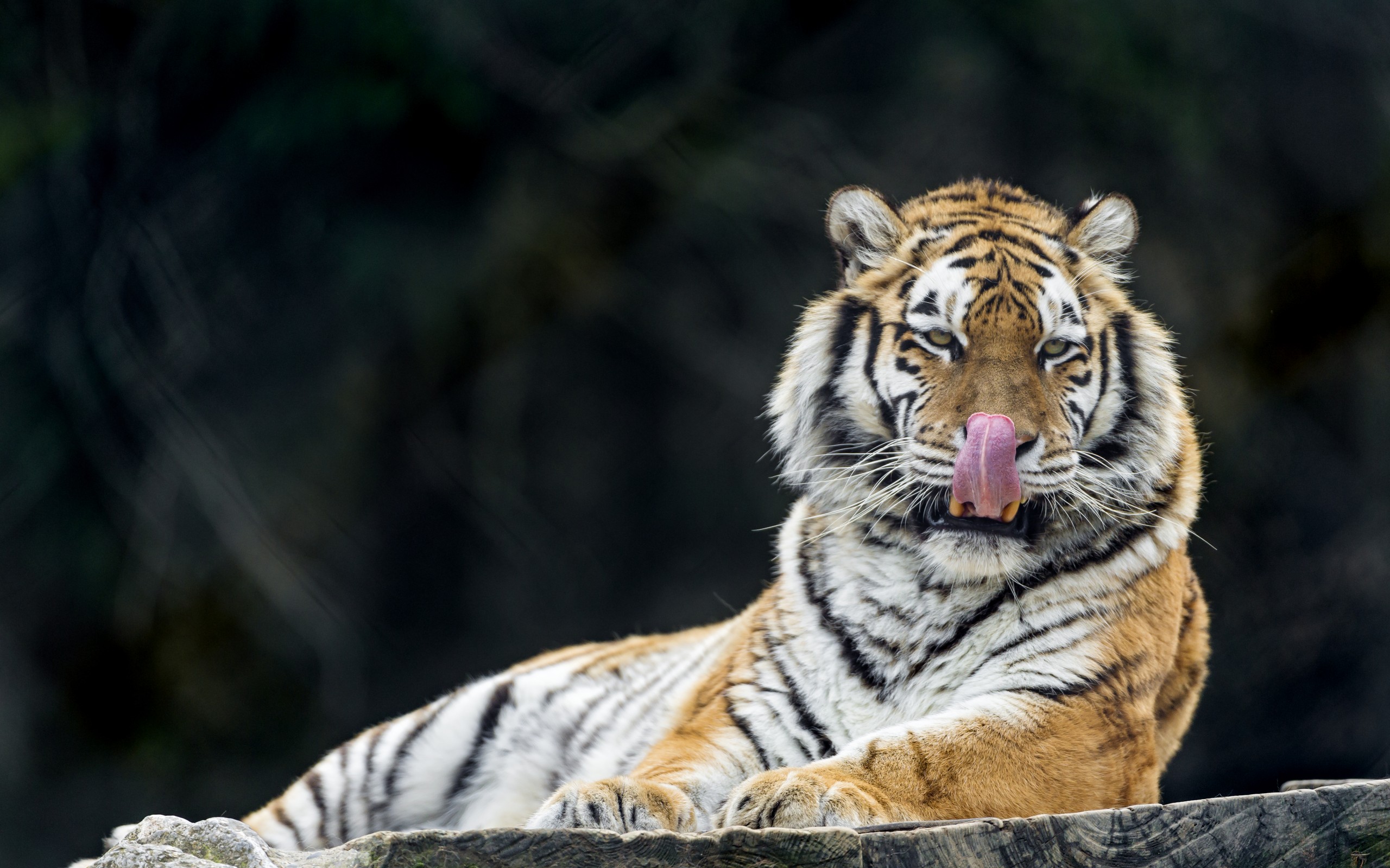 Téléchargez des papiers peints mobile Chats, Animaux, Tigre gratuitement.