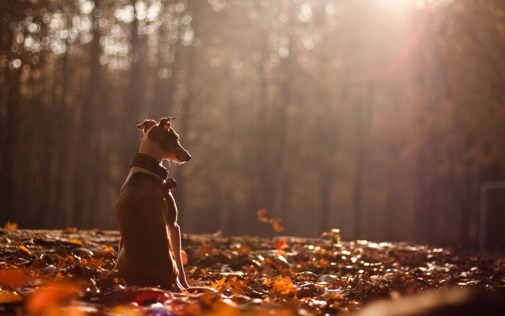 Скачать картинку Животные, Собака, Листья, Лес, Природа, Осень в телефон бесплатно.