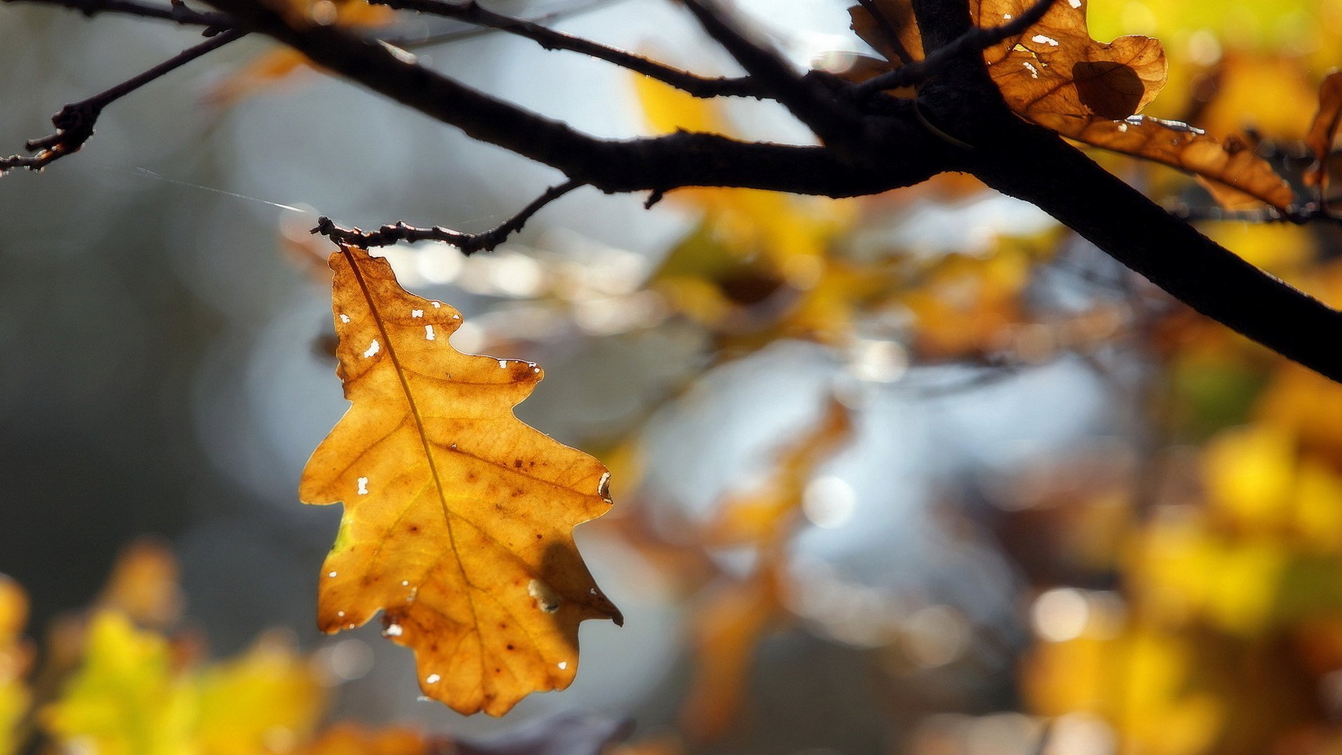 Handy-Wallpaper Blatt, Erde/natur kostenlos herunterladen.