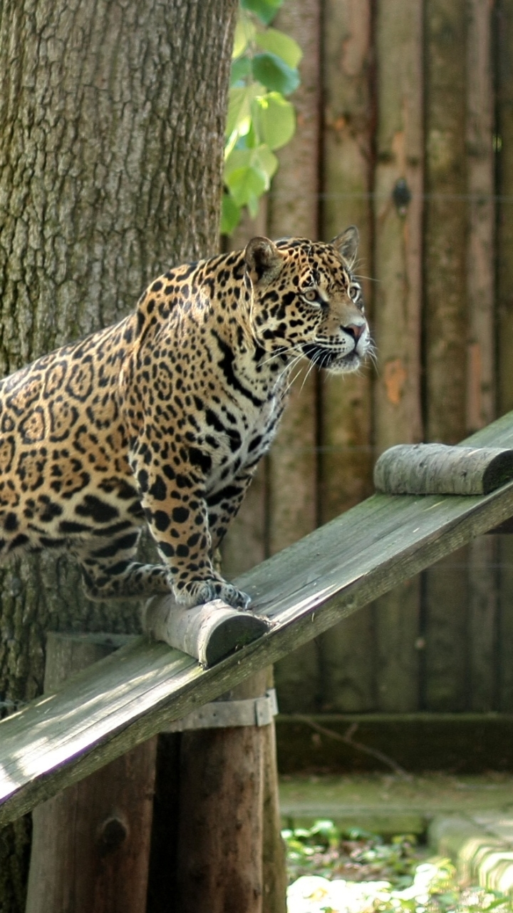 Descarga gratuita de fondo de pantalla para móvil de Animales, Gatos, Jaguar, Zoo.