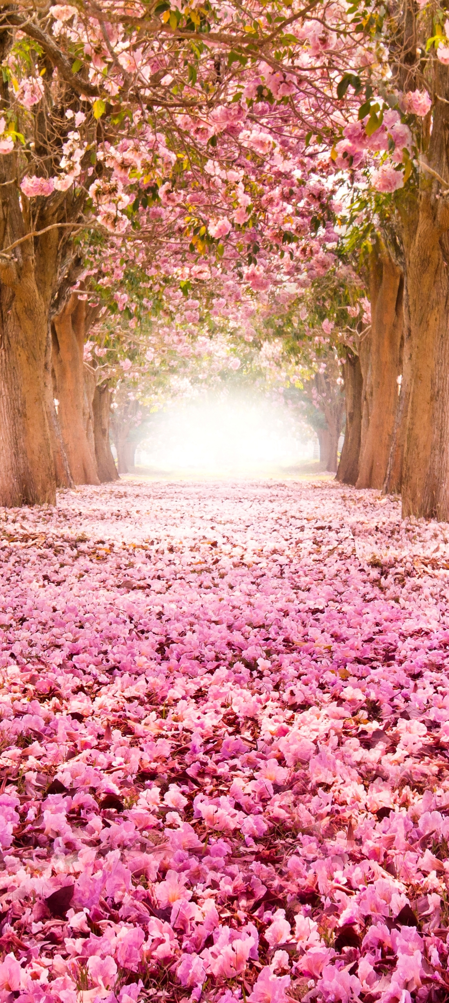 Baixar papel de parede para celular de Sakura, Flor Rosa, Parque, Florescer, Floração, Primavera, Terra/natureza gratuito.