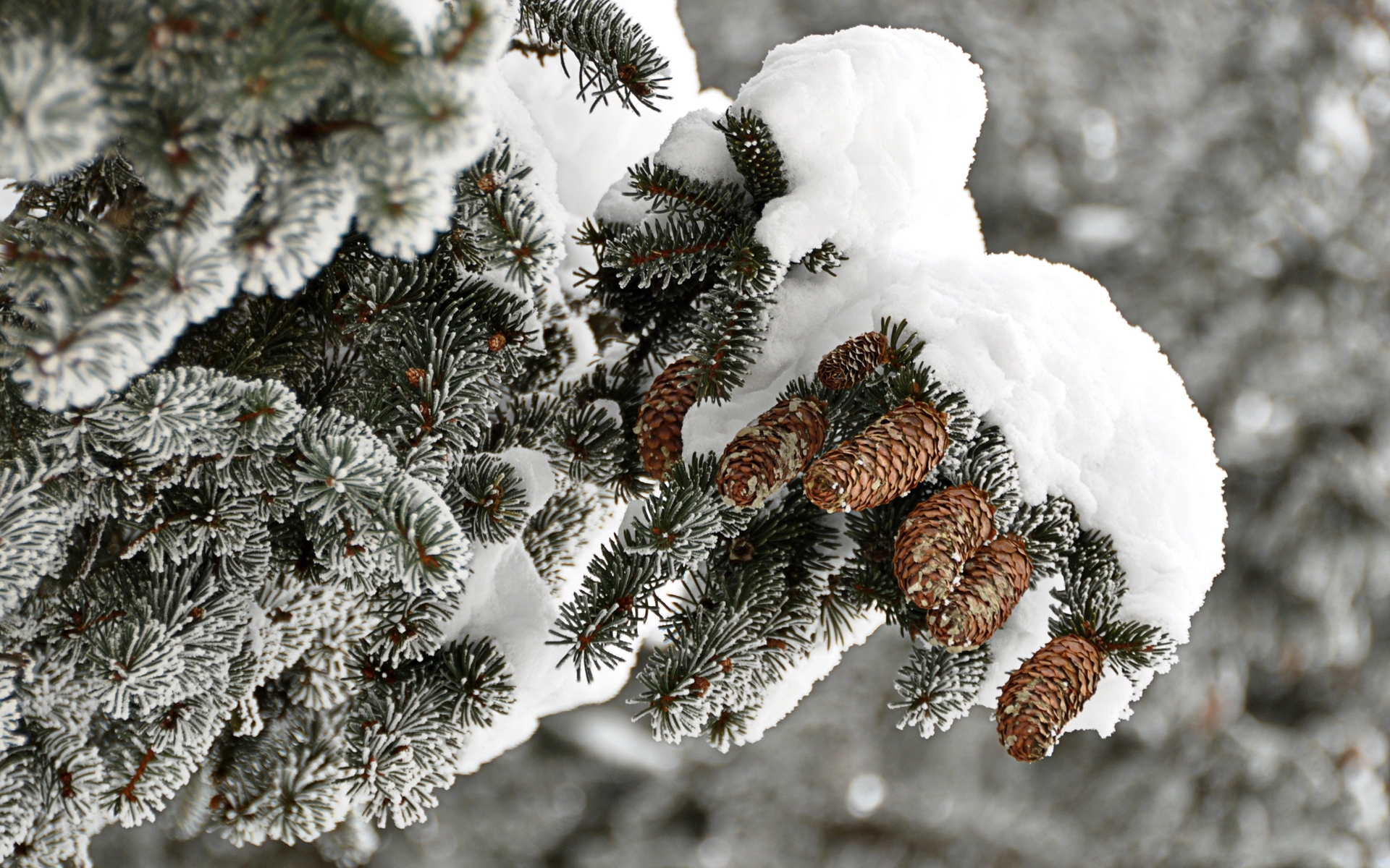 fir trees, plants, cones phone background