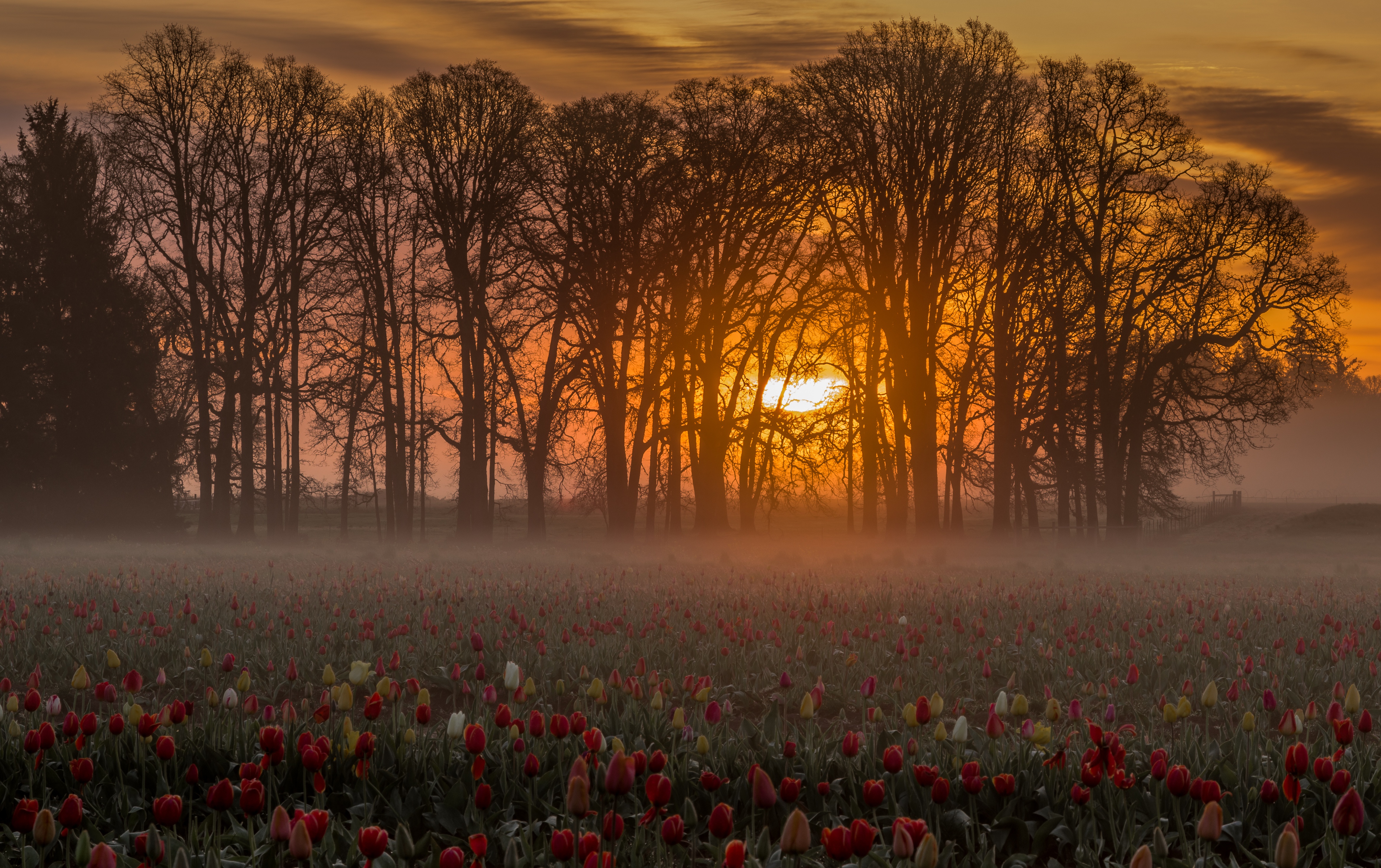 Download mobile wallpaper Nature, Sunset, Flower, Fog, Earth, Tulip, Meadow for free.