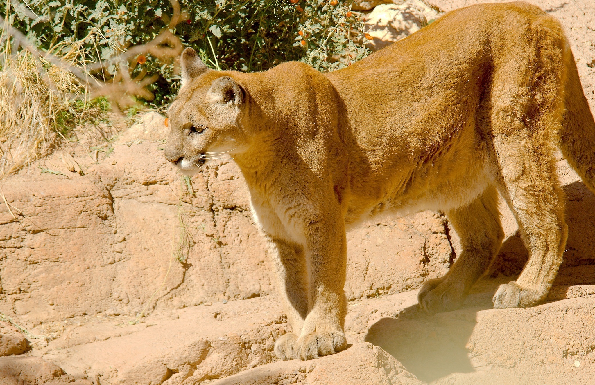 Download mobile wallpaper Cougar, Cats, Animal for free.