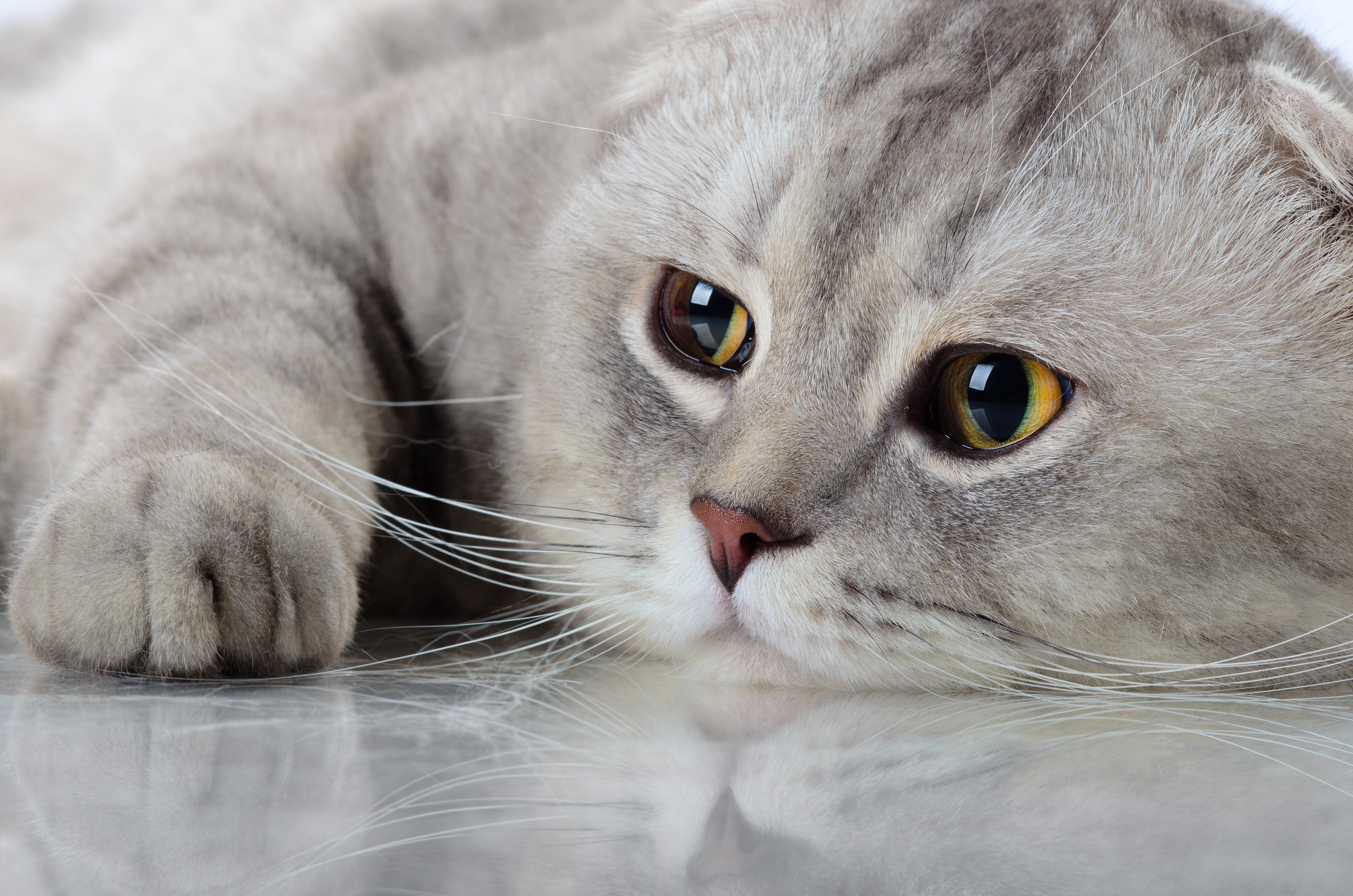 Descarga gratis la imagen Animales, Gatos, Gato, Bozal, De Cerca, Cara en el escritorio de tu PC