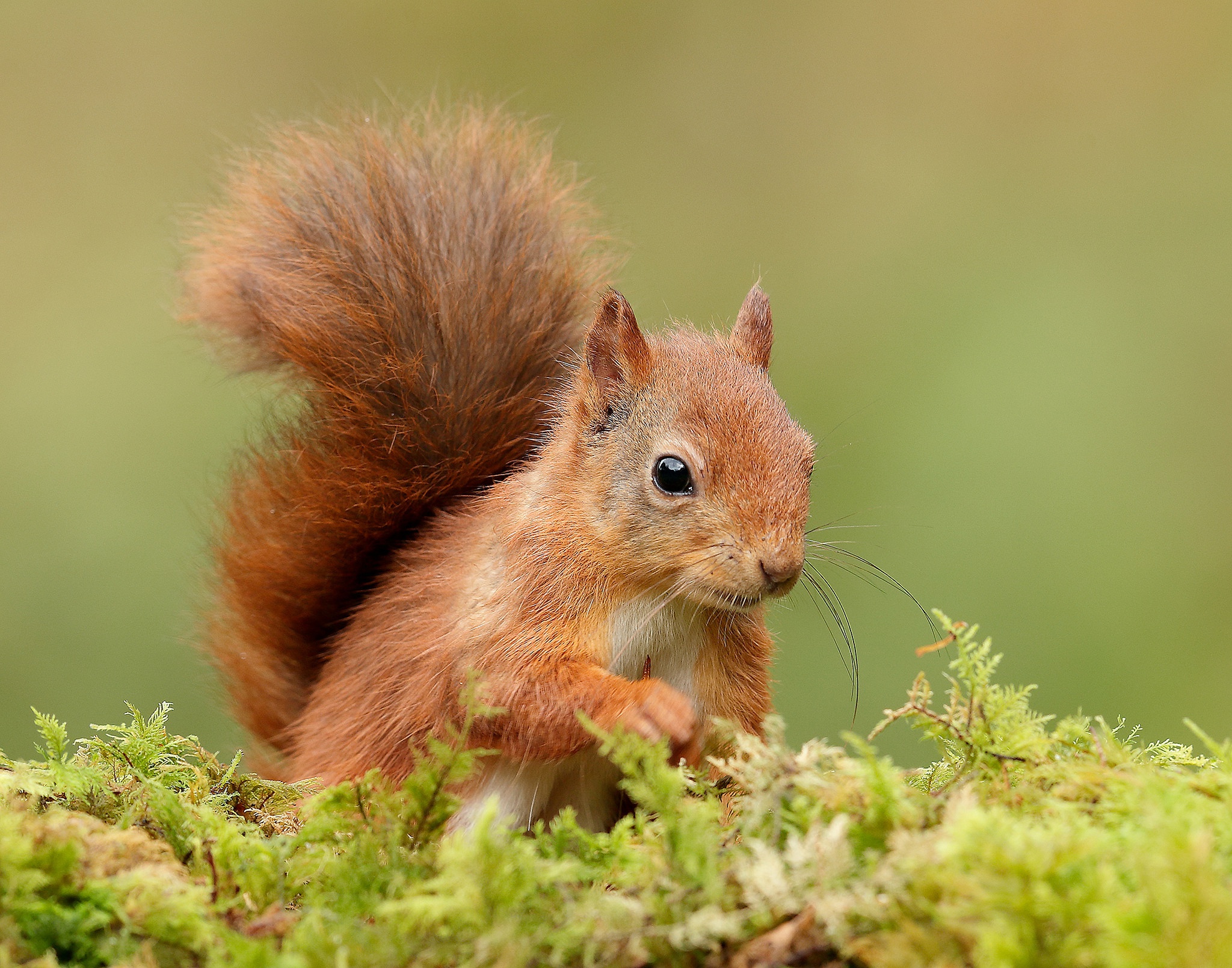 Download mobile wallpaper Squirrel, Animal, Rodent for free.