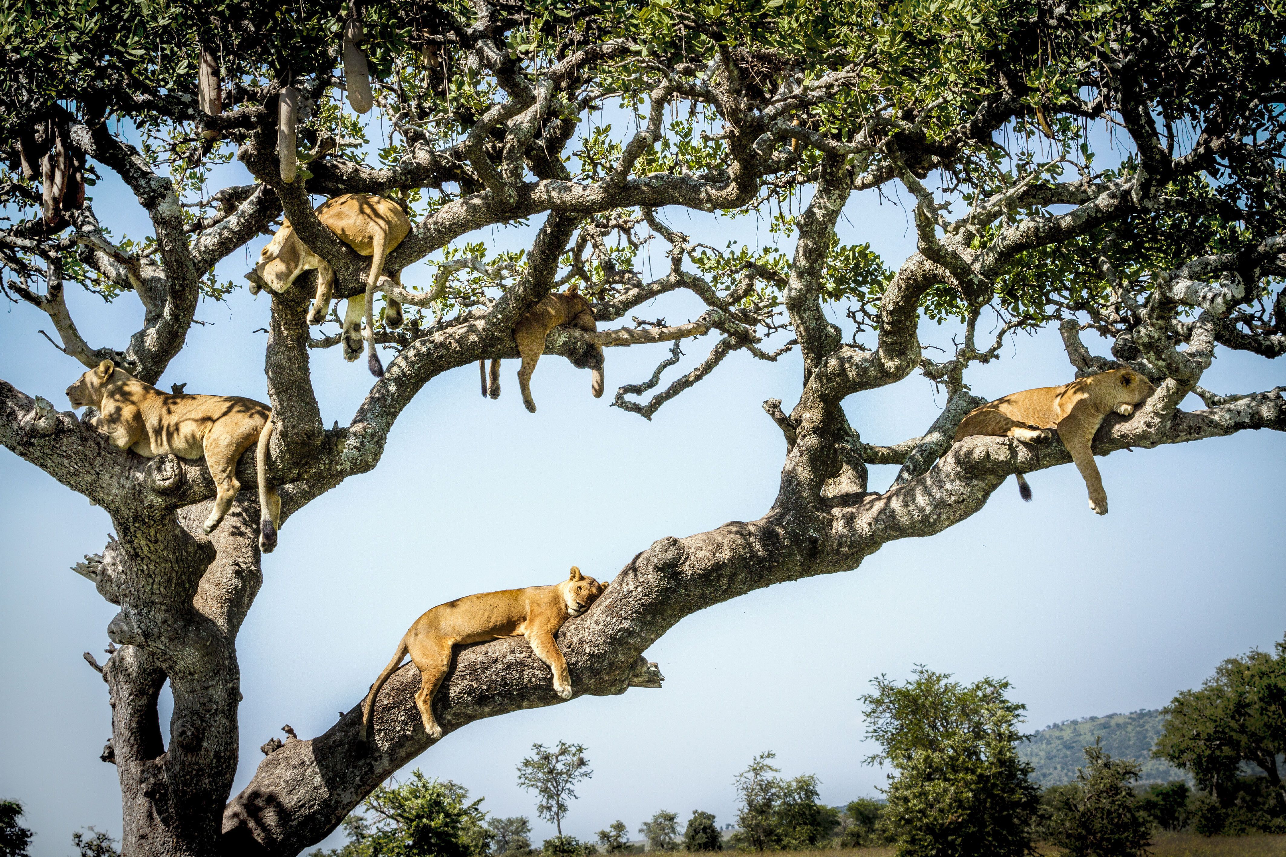 Free download wallpaper Cats, Lion, Animal on your PC desktop