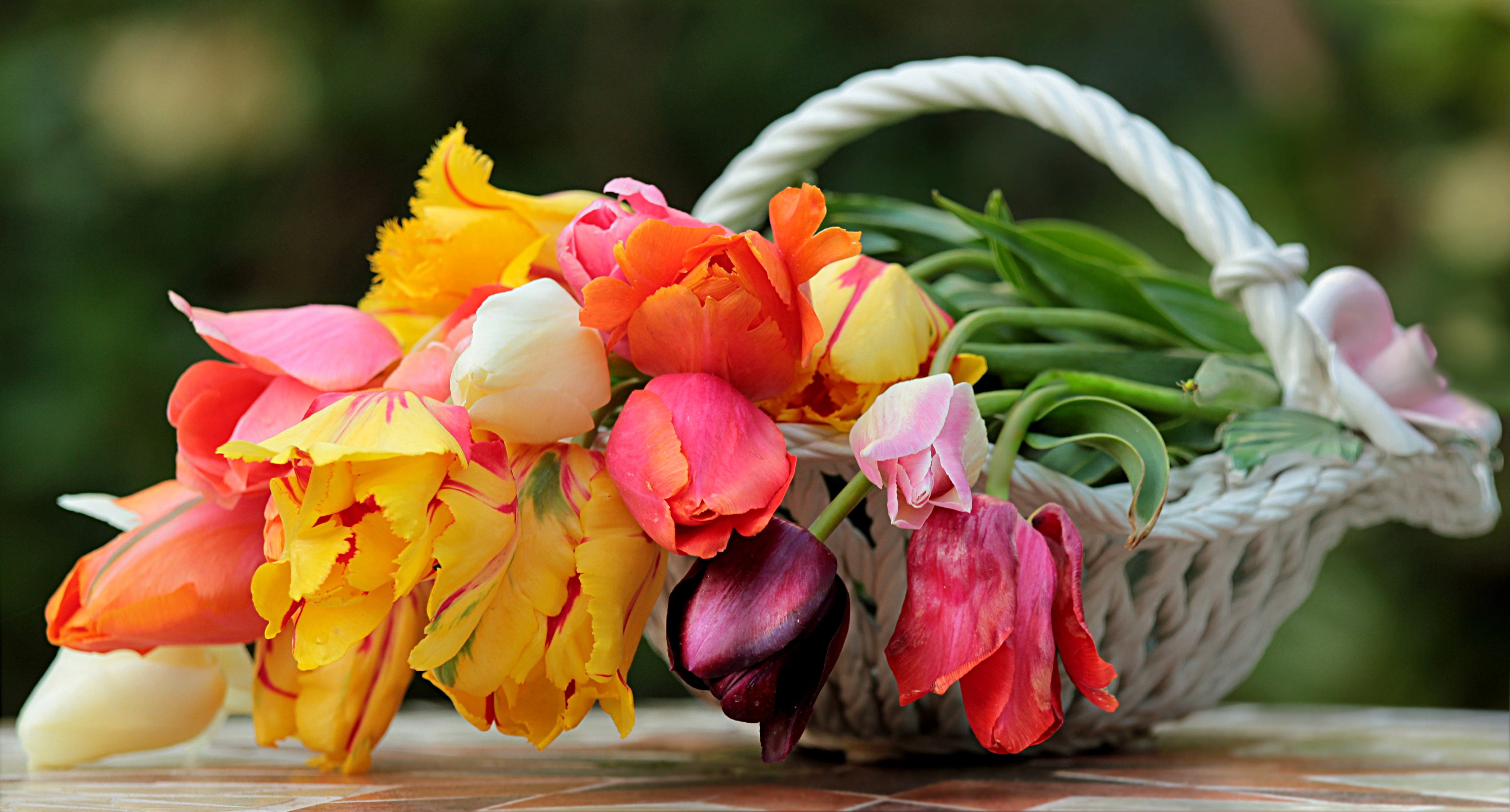 Téléchargez des papiers peints mobile Fleur, Printemps, Tulipe, Construction Humaine gratuitement.