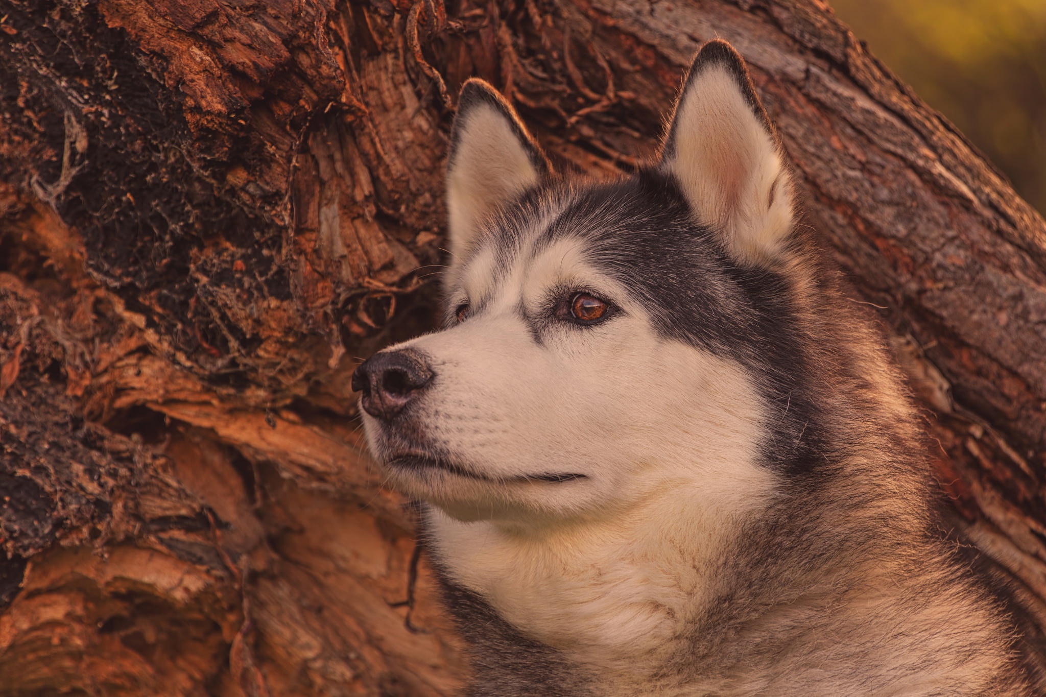 394541 descargar fondo de pantalla animales, malamute de alaska, perro, bozal, perros: protectores de pantalla e imágenes gratis